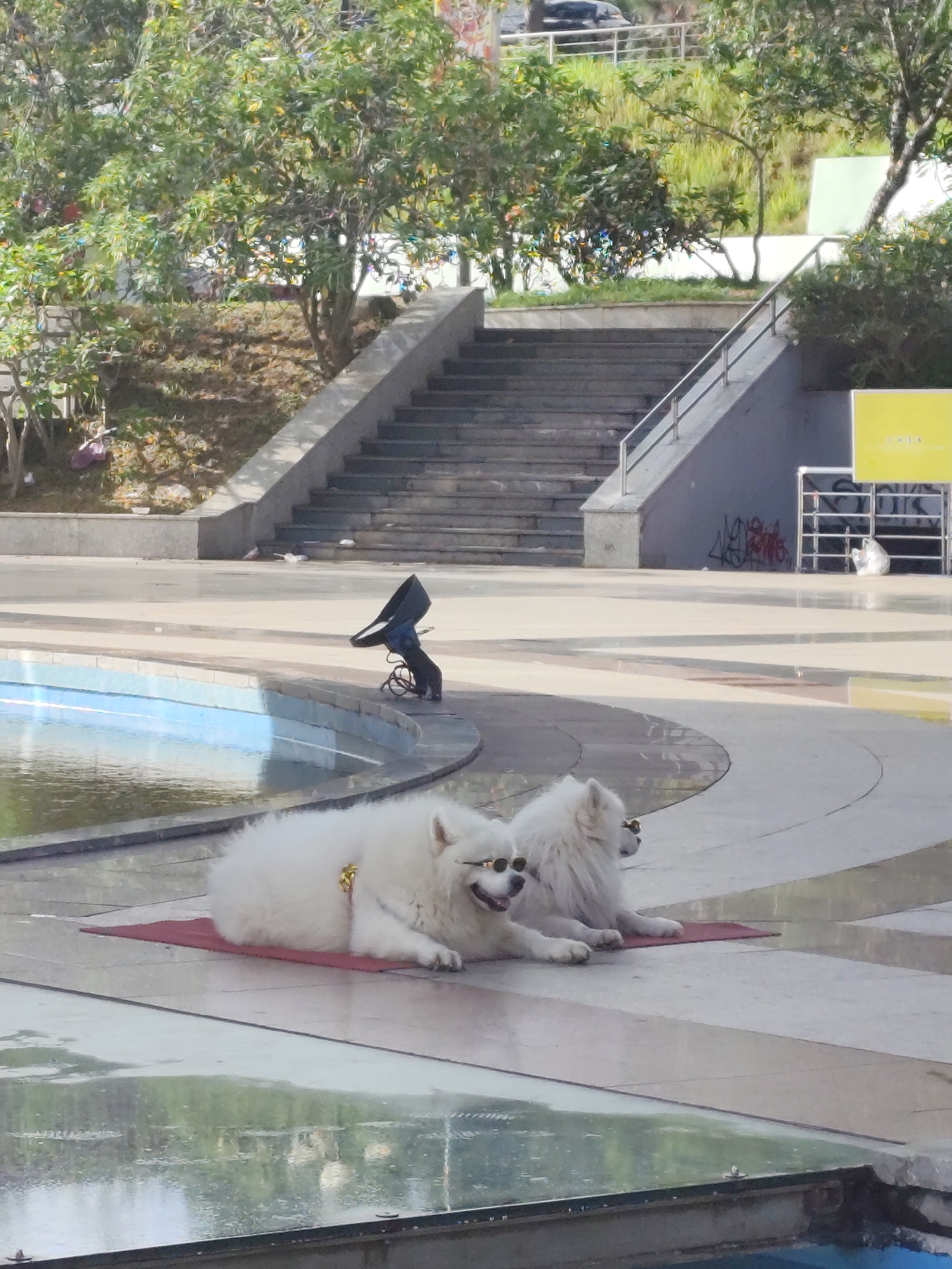 Two fluffy white Samoyed dogs are lying on a red mat in front of a blue-tiled pool. Both dogs are wearing round, black sunglasses. The dog in the foreground is looking to the right and appears to be smiling. The dog behind it is also looking to the right. The scene takes place outdoors on a paved area with a pool to the left and a set of concrete stairs in the background. Trees and greenery are visible behind the stairs. This image was taken in Da Lat, Vietnam.