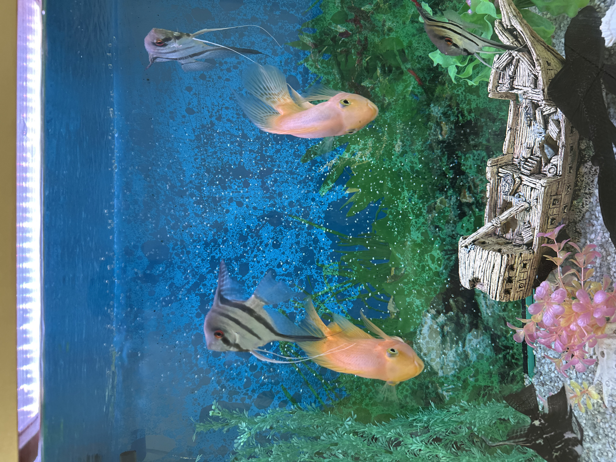 This is an underwater photograph of an aquarium. The aquarium is lit from above by a strip of white and purple lights. The water is a vibrant blue, with numerous small bubbles clinging to the glass and floating upwards. In the foreground, there are artificial green plants and pink and yellow artificial flowers. A detailed, weathered ship wreck decoration rests on the gravelly bottom.
There are four fish visible in the aquarium. Three of the fish are silver with black vertical stripes and long, wispy fins, characteristic of angelfish. One angelfish is in the upper right corner, another is in the middle left, and a third is on the far right. The fourth fish is a bright orange-pink color, with a rounder body shape and a mouth that appears to be permanently smiling, suggestive of a blood parrot cichlid. This fish is in the center left of the image.
The image does not contain any identifiable landmarks or context that would allow for its location to be determined in Novoaltaysk, Russia, or any other specific city.