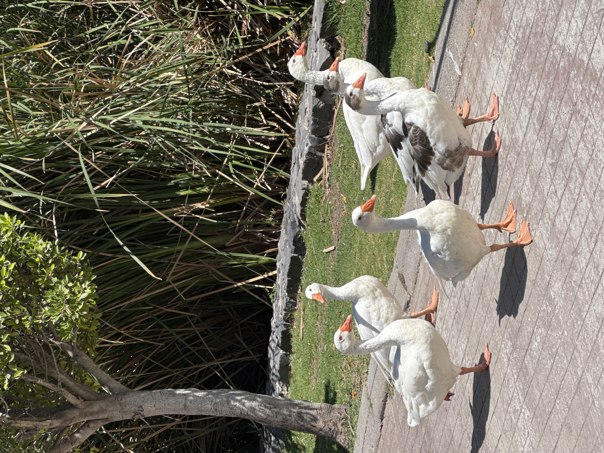 Six geese are visible on a grey paved path under bright daylight in an outdoor park setting within Puebla, Mexico. Five of the geese are predominantly white with orange beaks and orange webbed feet. One goose, located in the foreground-center, is white with distinct dark brown and grey patches on its wings and back, also featuring an orange beak and feet. The geese are positioned in various orientations, with one on the far left standing on a single leg, while others appear to be walking or standing. To the left, a light-barked tree trunk with green foliage is partially visible. The paved path is bordered by a strip of green grass, which adjoins a low wall composed of dark, irregularly shaped stones. Behind this wall, a dense growth of tall, slender green and tan reeds or grasses extends upwards, suggesting a wetland or pond area beyond. Shadows from the geese and overhead elements are cast onto the paved surface.