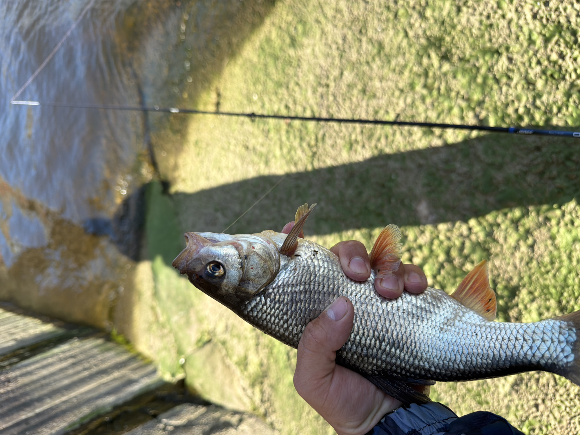 A person is holding a fish in their hand near a body of water. The fish is silvery-gray with reddish-orange fins. A fishing rod extends into the water in the background, against the backdrop of grassy terrain. This image likely depicts a fishing scene on the bank of the Kama River in Chaikovsky, Russia, assuming it is the location.