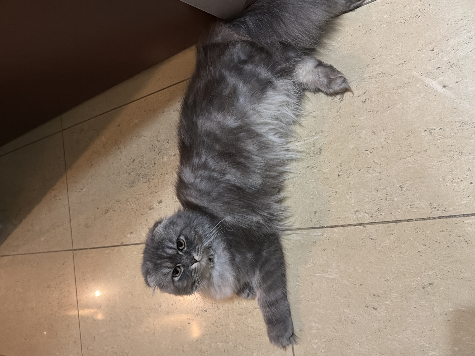 A fluffy gray cat with folded ears is lying on a beige tiled floor. The cat is looking directly at the camera with a serious expression. The background is a plain beige tiled floor with some faint reflections from lighting. The lighting in the scene is somewhat dim, creating shadows. There is no indication of the city of Sarouja Municipality, Syria in the image.