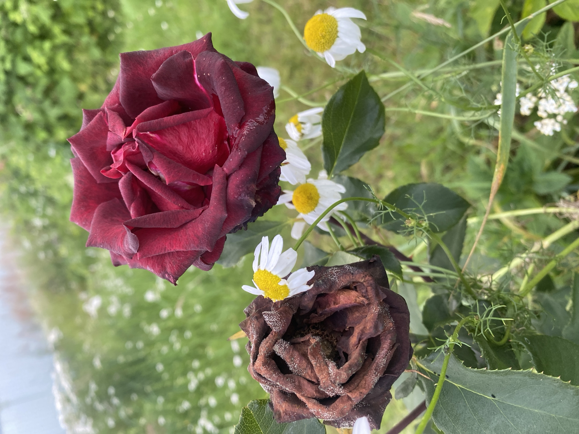 A close-up, eye-level, outdoor shot features two roses and several small white flowers with yellow centers in the foreground, set against a blurry green background. The rose on the left is a dried, dark brown bloom with a crisp, shriveled texture, some white dust-like residue on its petals, and visible seed structures within. To its right and slightly higher, a vibrant, deep red rose with velvety, layered petals is in focus, appearing moist with water droplets. The red rose's petals are tinged with dark brown at the edges. Several small daisy-like flowers with white petals and yellow centers are scattered around the roses. The environment appears to be a garden with lush green foliage and out-of-focus white wildflowers in the background. The overall lighting suggests an overcast day. The image was captured in Lindo-Pustyn' (Kantaurovskii S/S), Russia.