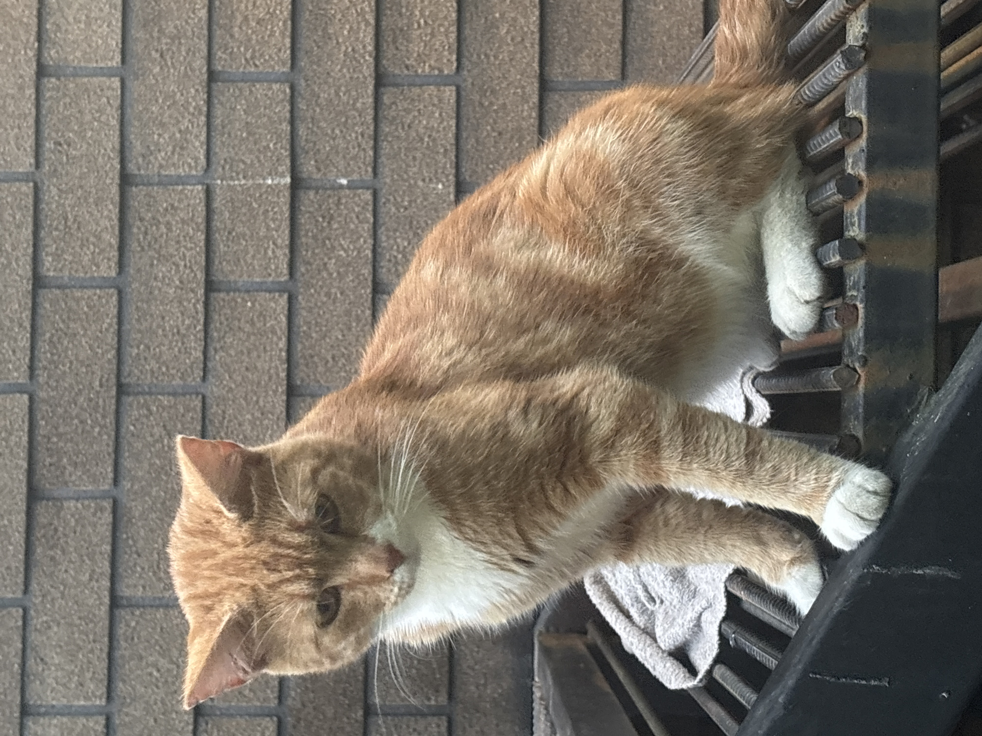 An orange tabby cat with white markings sits on a metal grate. The cat is facing left and looking down. The background is a brick wall. The image appears to have been taken outdoors. There is no indication that this image is from Sochi, Russia.