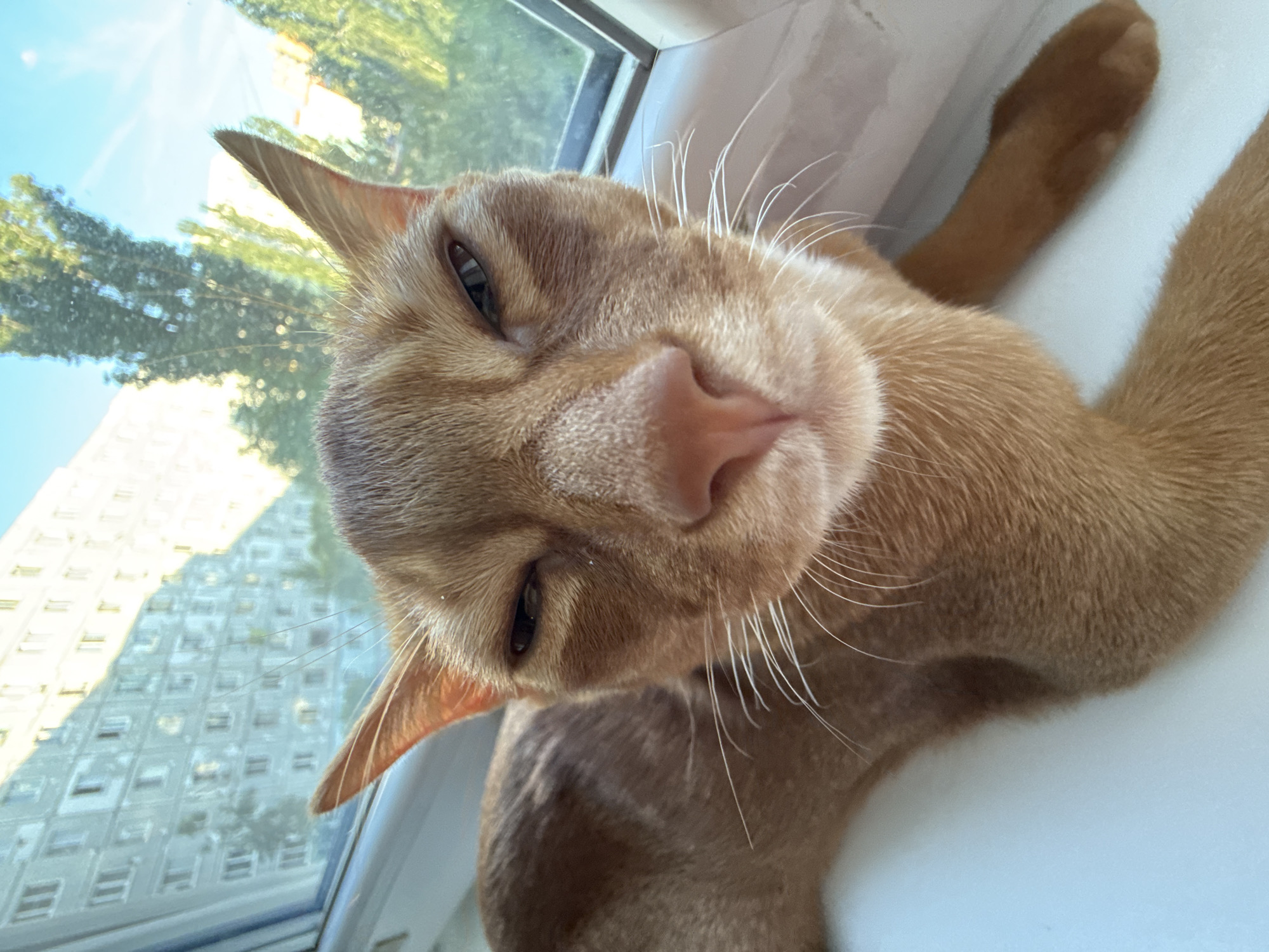 This is a close-up, slightly tilted, eye-level shot of an orange tabby cat lying on a window ledge. The cat's face is the primary subject, with its eyes partially closed, giving it a relaxed or sleepy appearance. Its pink nose is prominent, and long white whiskers fan out from its muzzle. The cat's fur is a warm orange-brown color.
The setting appears to be indoors, by a window. Through the window, a bright, sunny sky is visible, along with the blurred green foliage of trees. In the background, reflected in the window, is the facade of a multi-story building, suggesting an urban or suburban environment. The light suggests it is daytime, likely morning or afternoon due to the bright sunlight. The overall mood is peaceful and domestic. There is no visible text in the image.