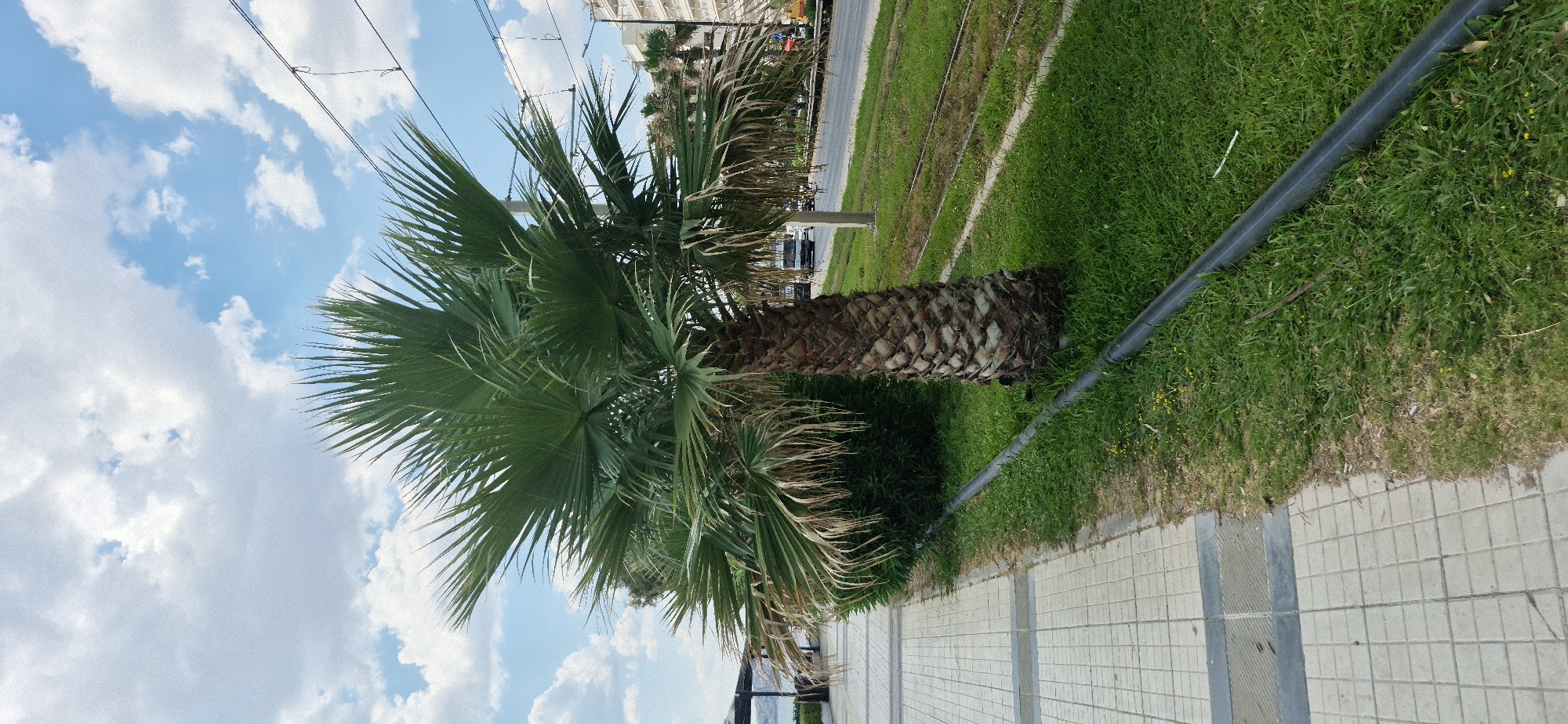 A medium shot captures a palm tree on the left side of the frame, positioned on a grassy median strip. The tree's trunk is rough and textured, with a dense crown of green fronds. A sidewalk, paved with light-colored square tiles, runs along the left edge of the image. To the right of the palm tree, a road is visible with tram tracks running alongside it. Vehicles, including a white truck, are seen on the road. In the background, apartment buildings rise against a bright blue sky dotted with white, fluffy clouds. The scene appears to be located in Paleo Faliro, Greece, a coastal municipality south of Athens known for its seaside promenade and modern infrastructure.