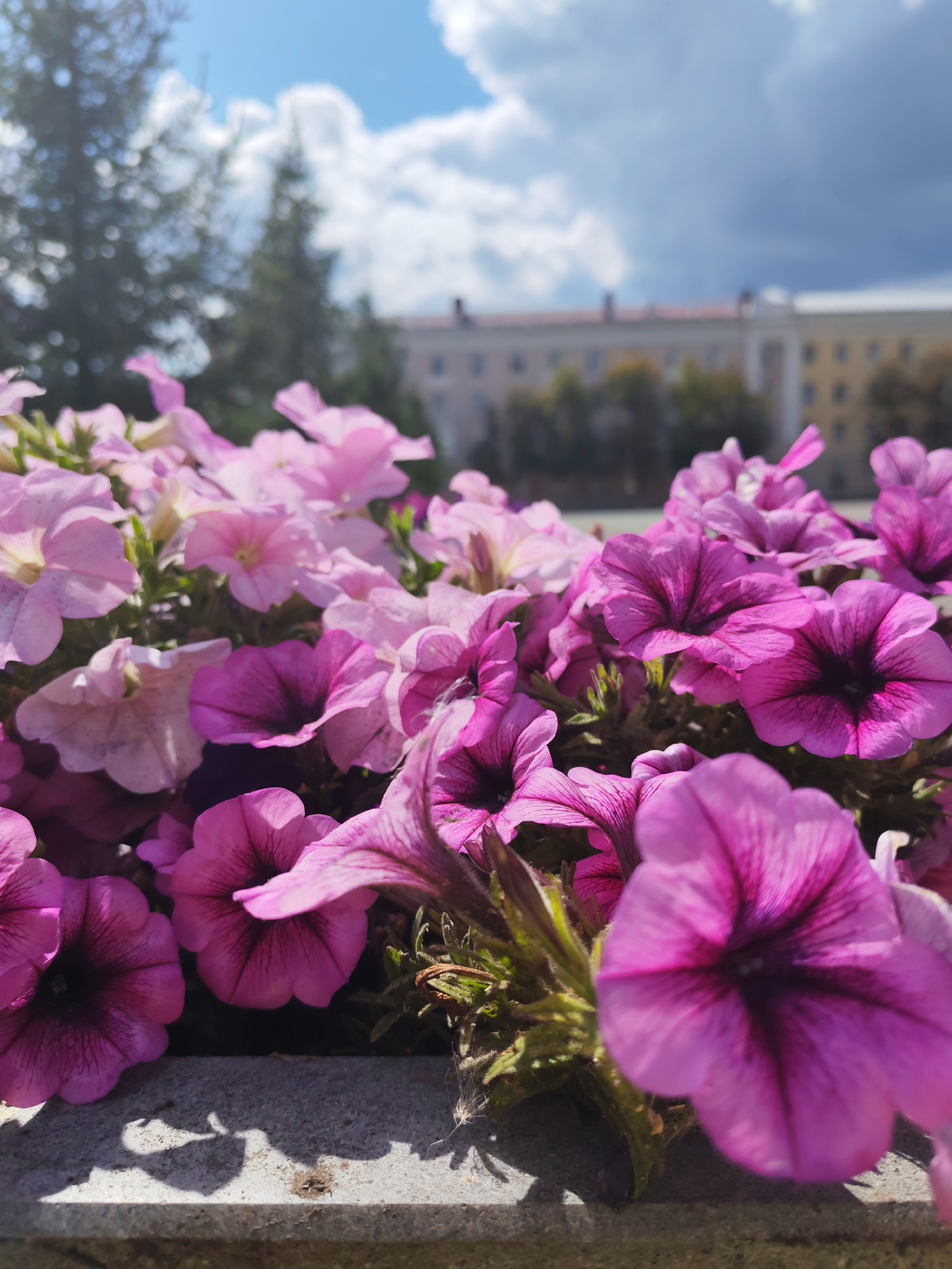 A close-up, eye-level shot showcases a bed of blooming petunias in various shades of pink and purple. The flowers are in sharp focus, with their delicate petals and dark centers clearly visible. In the background, the scene is softly blurred, revealing the sky with scattered white clouds against a bright blue expanse. A building with windows and a roofline can be seen in the distance, along with the dark green silhouettes of trees. The foreground features a concrete planter box with shadows cast on its surface, suggesting it is outdoors.
