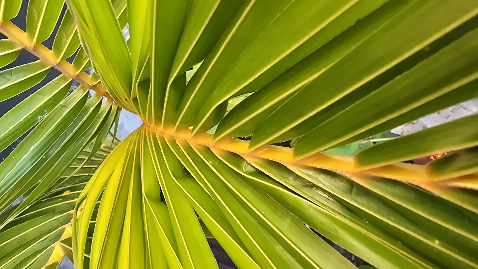 The image shows a close-up of palm fronds. The fronds are green with yellow veins and are attached to a yellow stem. The background is blurred. The location is Banjarangkan, Indonesia.