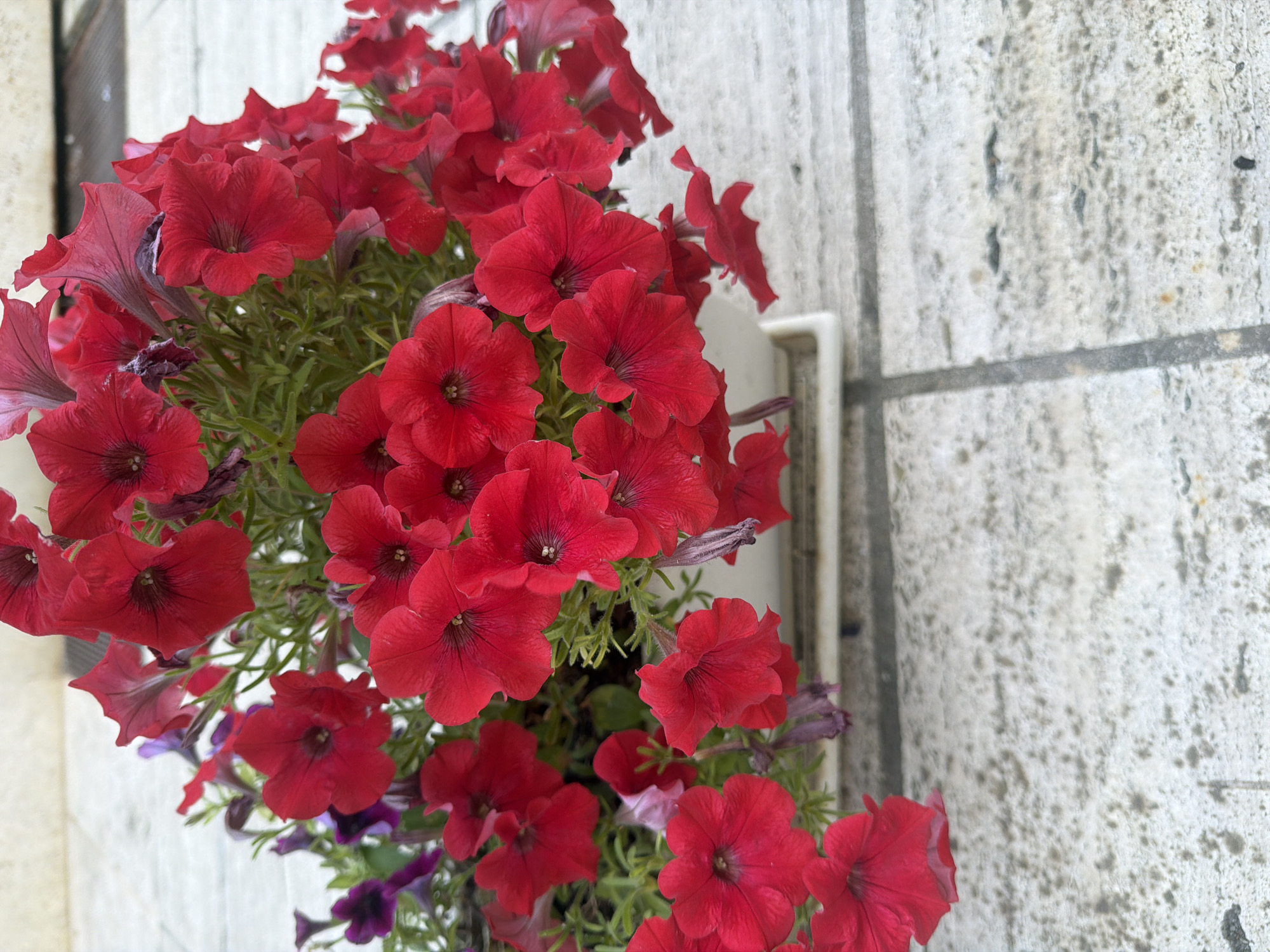 A close-up, overhead shot captures a planter filled with numerous vibrant red petunias. The flowers are abundant and overflow the white rectangular planter, with some purple petunias visible in the background. The planter rests on a light-colored, textured tiled surface, characteristic of paved outdoor areas. The scene is located on a pathway in the historic city of Otranto, Italy, likely in a public or residential outdoor space. The lighting suggests it is daytime.