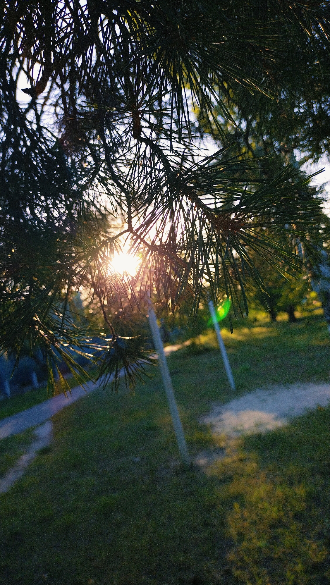 The photograph captures a close-up view of dark green pine needles in the foreground, silhouetted against a bright sky. The sun's rays pierce through the needles, creating a lens flare and dappled light effects. In the background, a green grassy area is visible with two light-colored posts, likely part of a park or recreational space. A paved path can be seen to the left, leading towards a building partially obscured by the trees. The overall scene suggests an outdoor setting in a park or green space within the city of Horishni Plavni, Ukraine, likely during late afternoon or early evening due to the low angle of the sun. No people or specific actions are depicted.