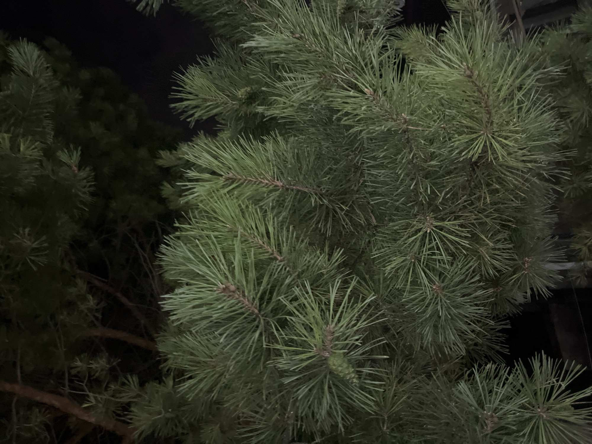 The image is a close-up, dimly lit view of pine branches, with needles and a young green pinecone visible. The background is dark, suggesting nighttime or a heavily shaded area. The pine branches are dense and overlap each other, filling most of the frame. There are no people, animals, or man-made objects clearly discernible. The image is likely taken outdoors, given the subject matter, but the specific location within Saratov, Russia cannot be determined from the visual information alone. The overall impression is one of natural foliage in low light conditions.