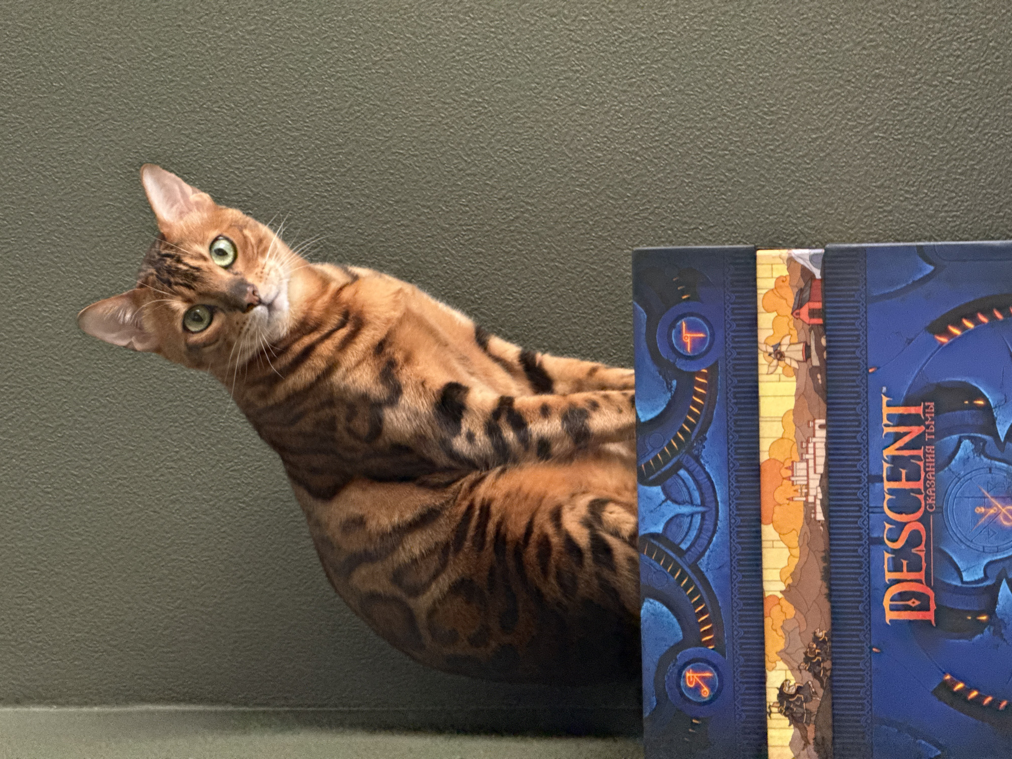 A close-up, eye-level shot depicts a Bengal cat lying down next to three board game boxes. The cat has a reddish-brown coat with black spots and stripes and is angled toward the camera with its head tilted slightly to the left. Its eyes are green, and its ears are perked.
The board game boxes are stacked vertically on the right side of the frame. The boxes have a blue color scheme with orange and yellow details. The word "DESCENT" in Cyrillic script ("СКАЗАНИЯ ТЬМЫ") is prominently displayed on one of the boxes.
The background is a solid, neutral, medium green wall. The lighting is soft and even, illuminating the cat and the board game boxes. The surface beneath the boxes appears to be the same color as the wall.
There is no information available in the image about the location being Moscow, Russia, or any other specific location.