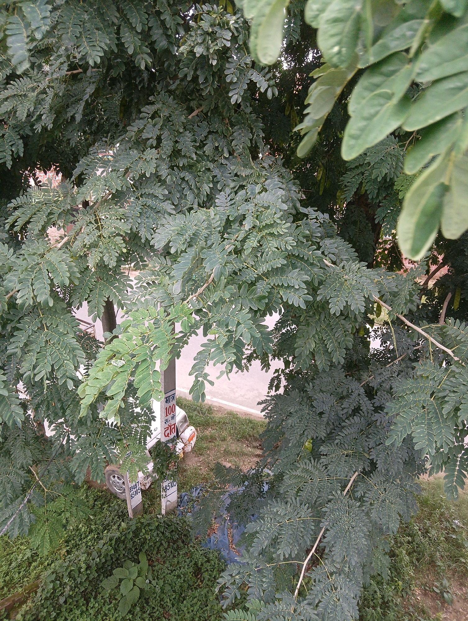 The image depicts a dense canopy of green leaves from a tree, with a portion of a street and a white vehicle visible in the background. A utility pole with some signage is also present near the vehicle. The overall scene is an outdoor environment, likely in Chahania, India, as suggested by the context. The lighting appears to be natural daylight, creating shadows within the foliage.