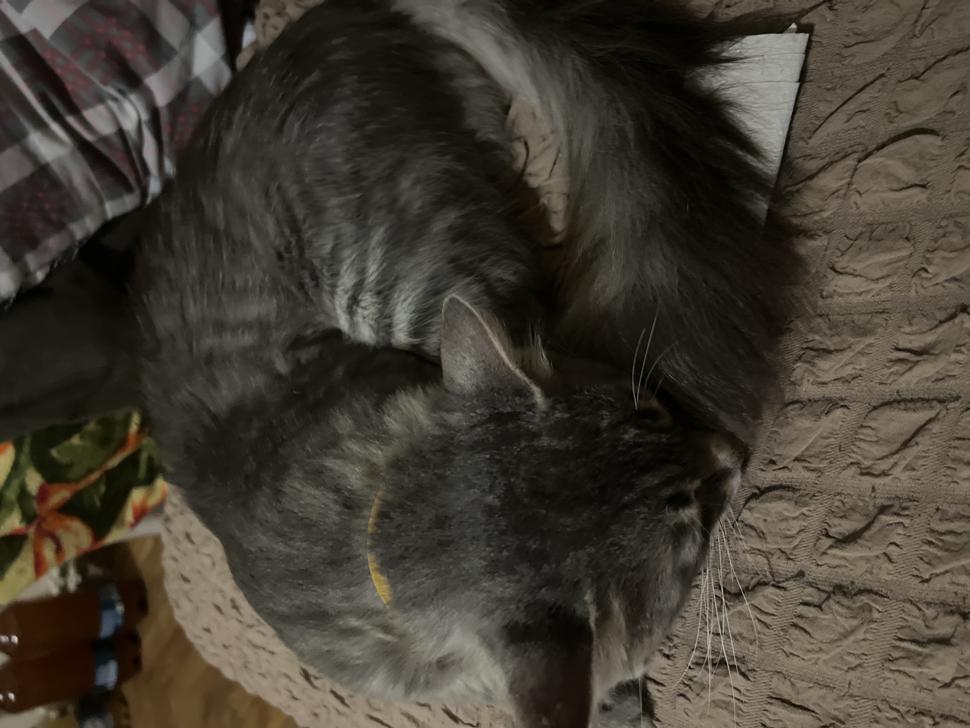 A gray tabby cat with a yellow collar is curled up asleep on a textured brown fabric surface. The cat's head is tucked into its body, and its tail is wrapped around it. In the background, there are two brown bottles with blue caps, a piece of fabric with a floral pattern, and a checkered blanket. The scene appears to be indoors, possibly in a residential setting. There is no indication of the specific location within the city of Drohobych, Ukraine.