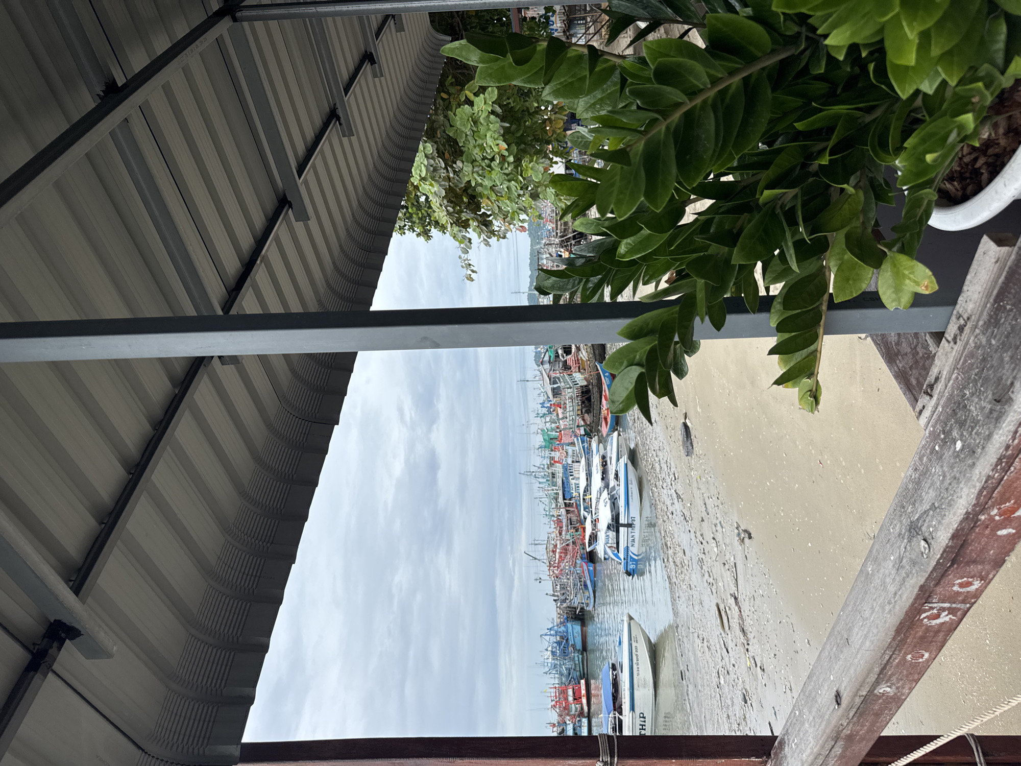 The image shows a view from a covered walkway, looking out towards a busy harbor filled with numerous fishing boats. The walkway has a corrugated metal roof supported by dark grey vertical beams. In the foreground, a lush green plant in a white pot is partially obscuring the view. To the left, a wooden railing is visible, with a rope attached to a post.
The harbor itself is crowded with a variety of boats, mostly fishing vessels with colorful hulls and rigging, docked close together. Some smaller speedboats are nearer to the shore. The water is a murky gray, reflecting the overcast sky. The shoreline is sandy, with some debris visible. In the distance, beyond the harbor, a green treeline and what appears to be part of a town or settlement can be seen. The sky is cloudy, indicating an overcast day. The scene is consistent with a working fishing harbor, such as the one found in Ban Phe, Rayong Province, Thailand, which is known for its fishing fleet and proximity to the islands. There are no people clearly visible in the image.