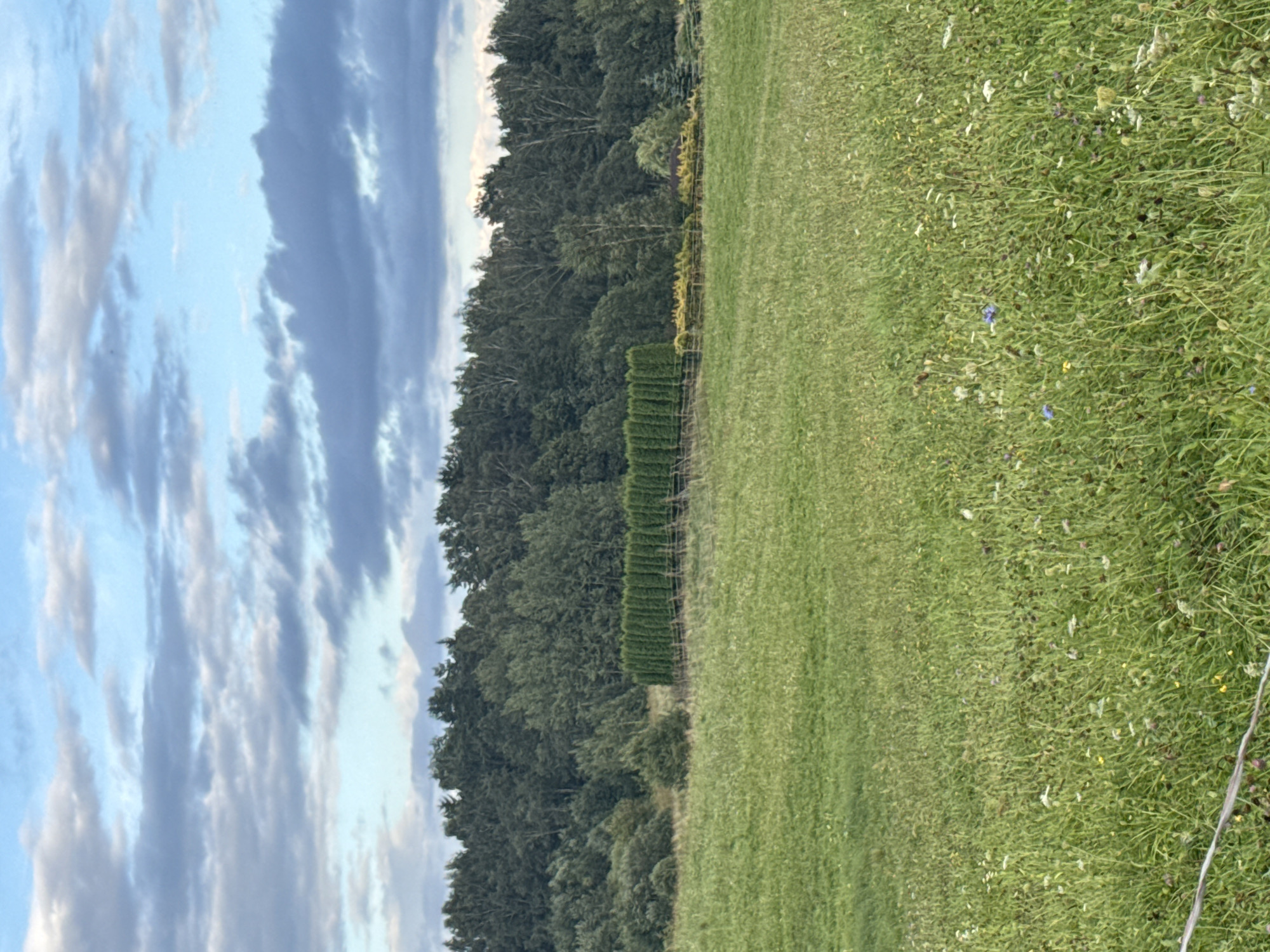 The image captures a natural landscape with a focus on a vast, green meadow in the foreground. The meadow is characterized by tall grass dotted with various wildflowers in shades of white, yellow, and purple, as well as a few small blue wildflowers. A thin, white wire fence runs along the bottom left edge of the frame, suggesting the boundary of the meadow or a pasture.
In the middle ground, a meticulously maintained row of tall, dark green evergreen trees forms a dense hedge, acting as a clear dividing line. Behind this hedge, a line of shorter, lighter green deciduous trees and some yellow flowering bushes are visible. Further back, a dense, undulating forest stretches across the horizon, comprised of a mix of dark green conifers and lighter green deciduous trees, with some birch trees interspersed. The overall impression of the forest is one of maturity and density.
The sky above is a blend of blue and cloudy formations. Puffy, white clouds are scattered across the sky, some appearing wispy and others more substantial and darker, indicating potential for changing weather. The lighting suggests it is either early morning or late afternoon, given the soft, diffused light. The scene appears to be located in the countryside, potentially on the outskirts of Galinė, Lithuania, given the rural setting and the type of vegetation. There are no people or animals visible in the frame.