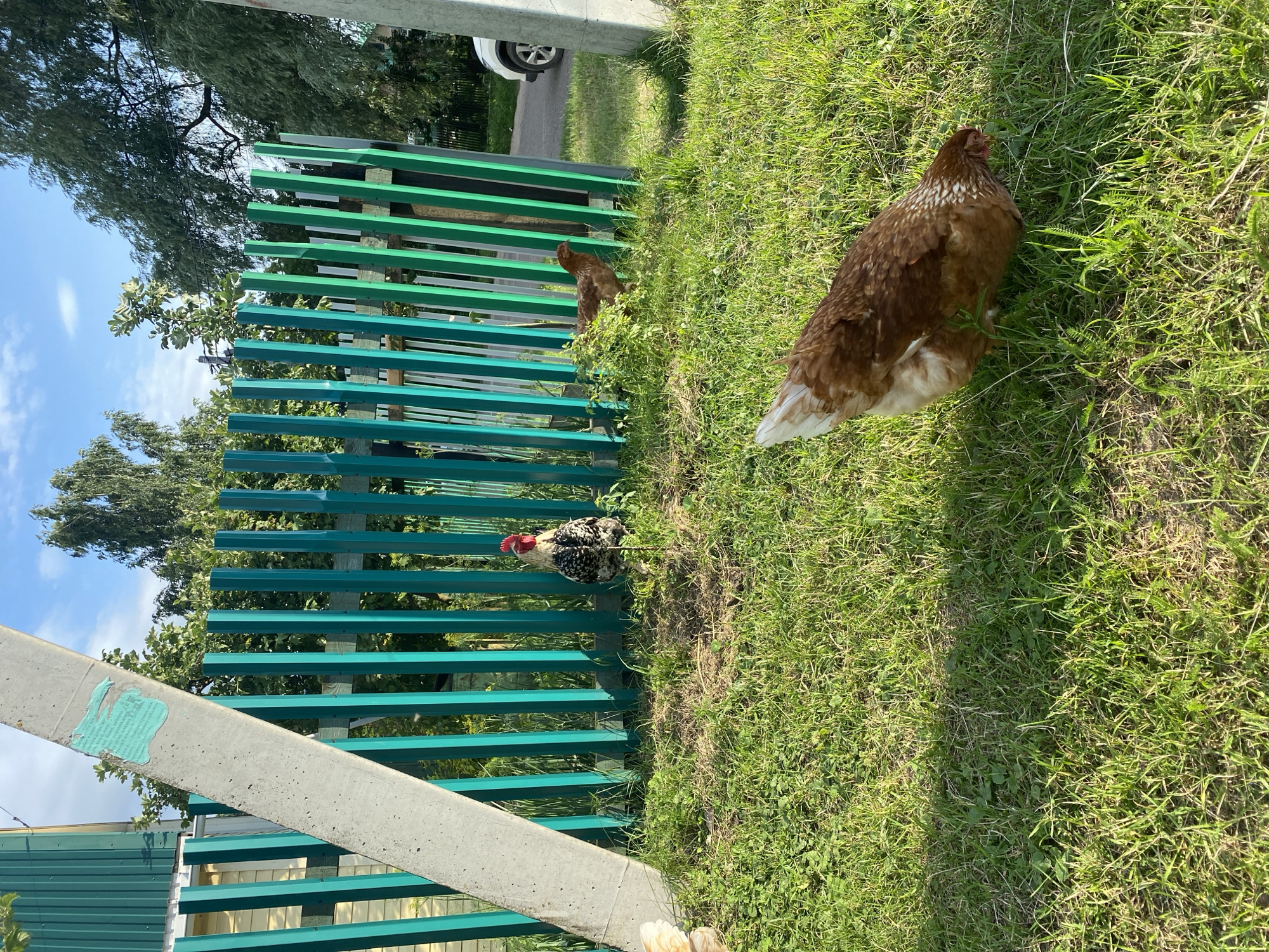 In Zelenodolsk, Russia, a rooster with black and white plumage stands in a grassy yard beside a teal wooden fence. A brown hen is visible in the foreground, pecking at the grass, and another brown hen is partially obscured by foliage behind the fence. A concrete post stands in the left foreground, and a white vehicle is parked on a road in the background, to the right of the fence. The scene is bathed in sunlight, casting shadows on the ground.