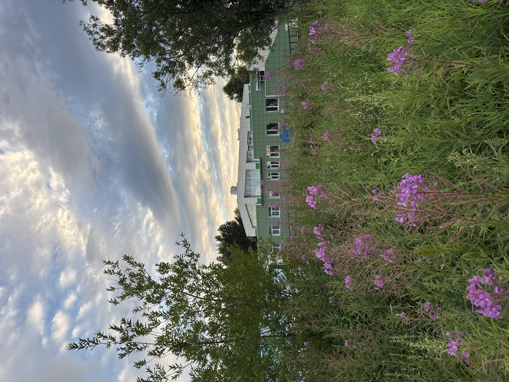 In the city of Yelizovo, Russia, an exterior scene is captured under a partly cloudy sky during what appears to be either dawn or dusk, indicated by the soft lighting and dramatic cloud formations. In the foreground, a dense field of tall green grass is interspersed with numerous blooming plants featuring prominent spikes of small, bright pink flowers, commonly known as fireweed or willowherb.
Behind the floral landscape, a multi-story building with a predominantly green facade is visible. The building features a series of evenly spaced rectangular windows, some of which reflect the sky. A section of the building above the green facade is white, with large glass windows and a prominent white horizontal structure. Trees, with dense green foliage, frame the scene on both the left and right sides, partially obscuring the building and the sky. The overall impression is one of a semi-natural environment adjacent to a modern structure, characteristic of a suburban or industrial area on the outskirts of a city. There are no people or vehicles visible in the image.