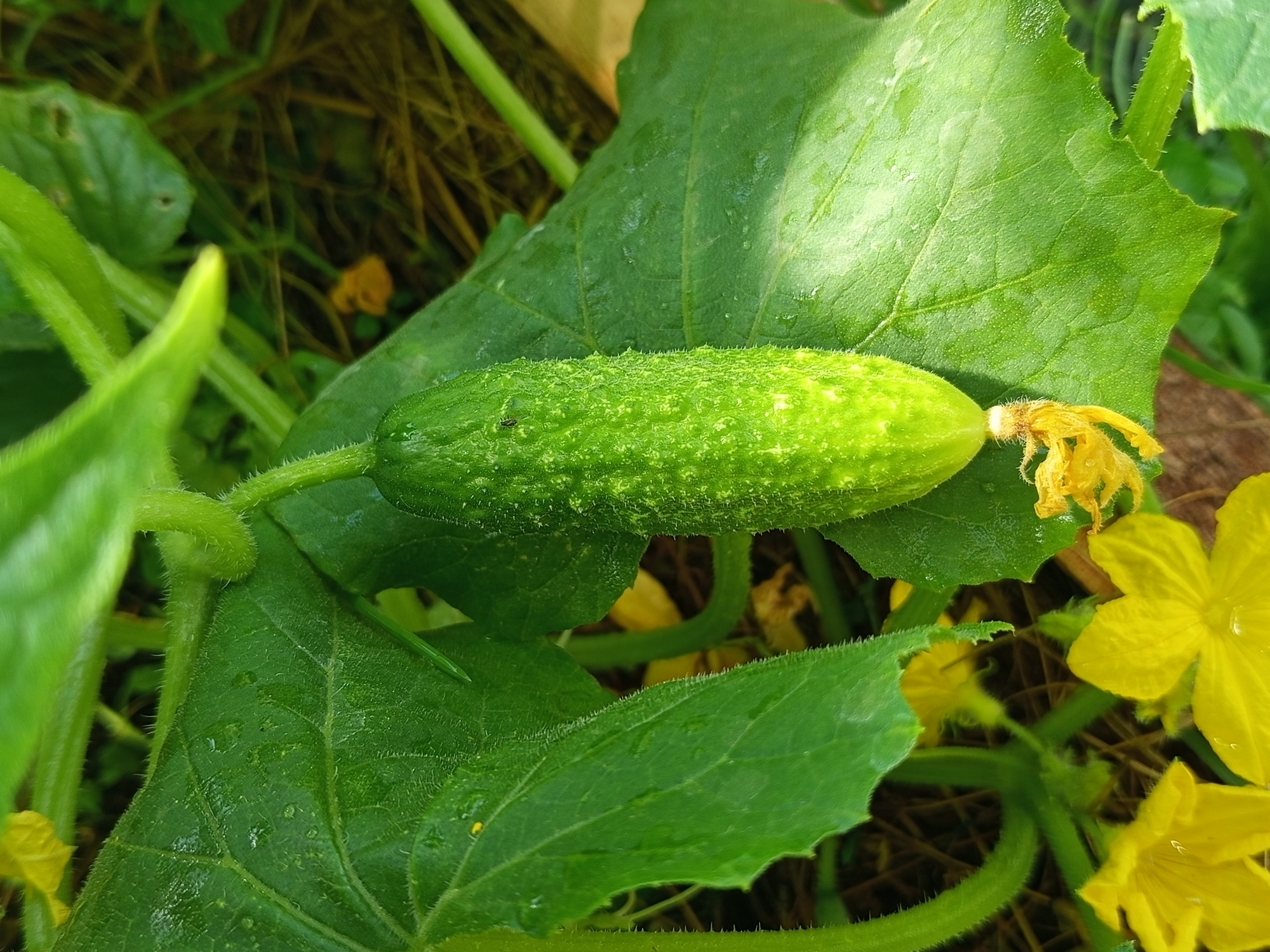 The image depicts a close-up view of a small, green cucumber growing on a vine amidst its leaves and yellow flowers. The cucumber is bumpy and appears to be developing, with a dried yellow blossom at its tip. Several large, textured green leaves surround the cucumber, some of which are glistening with water droplets, suggesting recent rain or dew. The vine itself is fuzzy and green, with tendrils visible. In the background, more yellow flowers and the earthy texture of the ground are visible, creating a natural, garden-like setting. The lighting suggests it might be daytime, possibly morning or late afternoon, with soft shadows indicating natural light. The overall impression is one of natural growth and the early stages of fruit development in a garden environment. There is no visible text in the image.