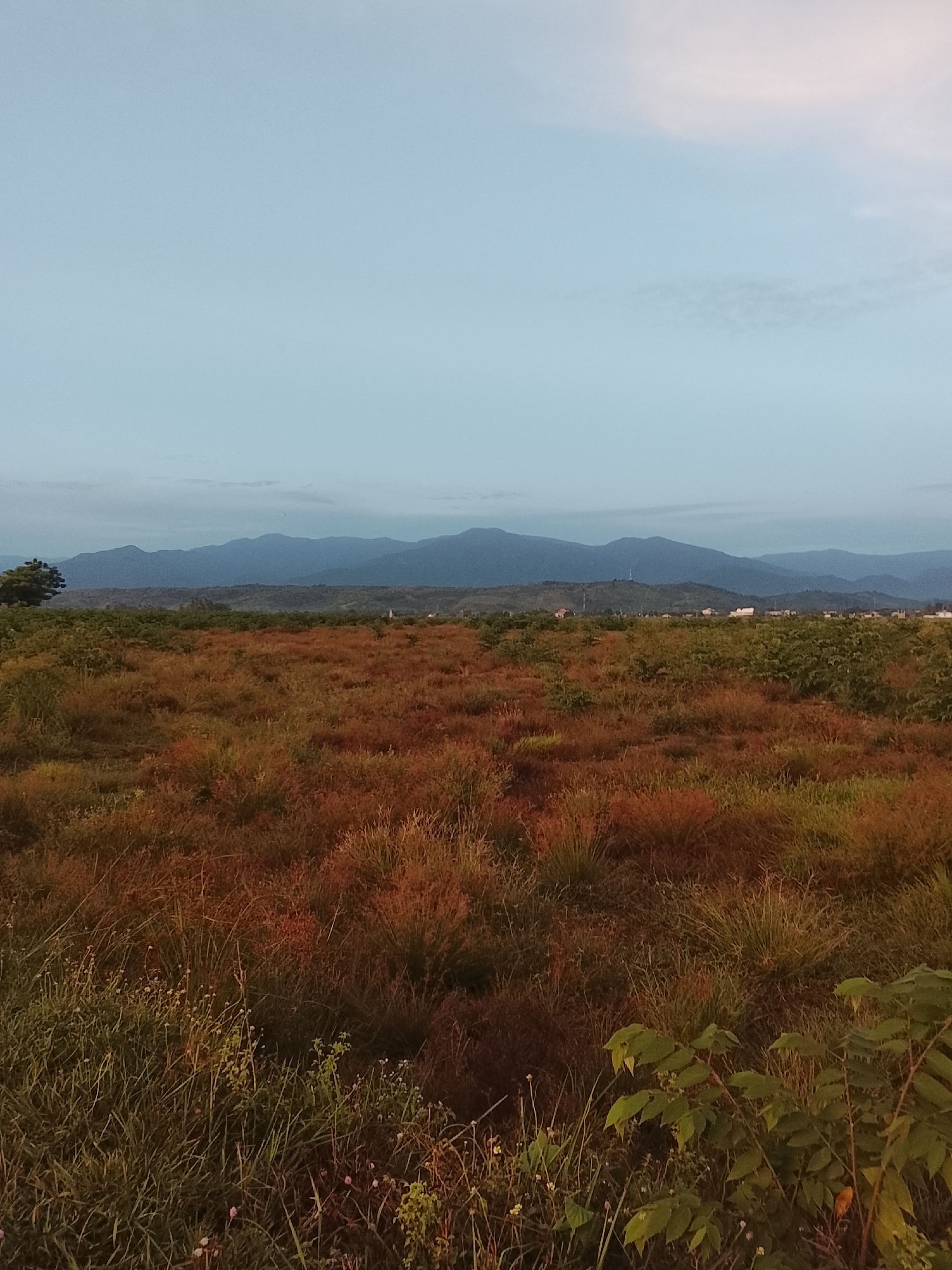 The image depicts a wide, open landscape in Dayah Kruet, Indonesia. In the foreground, a field of dry, reddish-brown grass dominates the scene, interspersed with patches of green vegetation and some small, delicate white flowers. A few larger, leafy green plants are visible in the lower right corner. In the middle ground, the landscape transitions to a more dense area of greenery, with a solitary tree on the far left. Beyond this, a distant row of buildings and structures can be observed, hinting at a settlement. The background is characterized by rolling hills and a mountain range silhouetted against a pale, pale blue sky with subtle hints of pink and white clouds. The overall impression is one of a rural, possibly agricultural, area at dusk or dawn, with the natural environment taking precedence. No people or specific actions are visible.