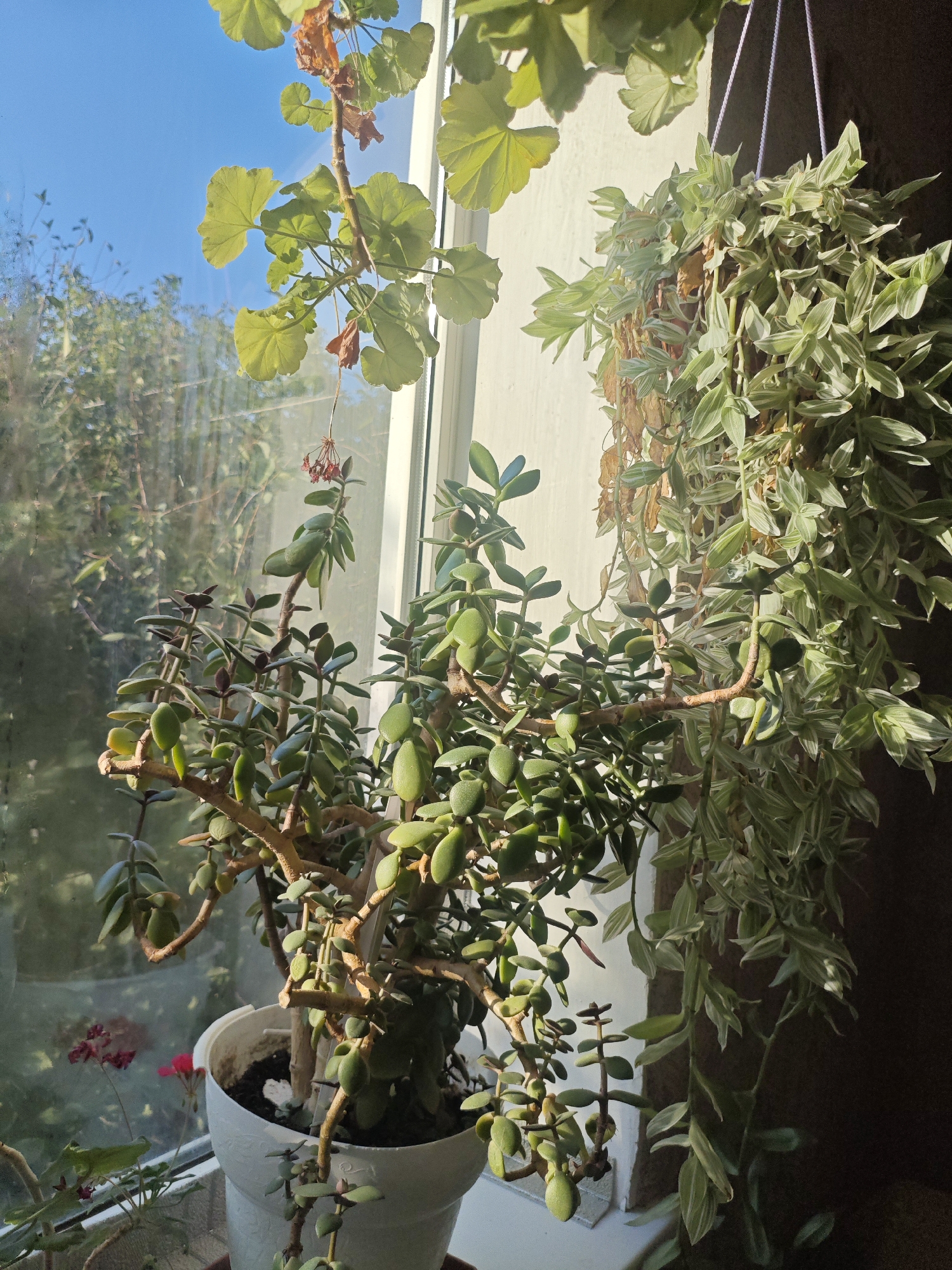 A close-up, eye-level shot captures a collection of houseplants situated on a windowsill, likely in Krasnaya Polyana, Russia. The bright sunlight streams through the window, illuminating the plants and casting shadows.
In the foreground, a white pot contains a jade plant, its thick, woody stems supporting numerous oval, succulent leaves. The plant is positioned to the left of the frame, with its branches reaching towards the window. To the right, a hanging plant with variegated green and white leaves cascades downwards, its thin stems and small leaves creating a dense curtain of foliage.
Above the jade plant, a branch of a geranium plant extends into the frame from the top left. Its large, lobed leaves are a vibrant green, with a few dried, brown leaves interspersed. A delicate stalk with small, red, dried flowers droops from this branch.
The windowsill is white and appears to be made of plastic. Behind the plants, a windowpane reflects the green of trees and a clear blue sky, suggesting an outdoor environment. The wall to the right of the window is a neutral, light color. A dark brown object, possibly a curtain or wall, occupies the far right of the image.
In the lower left corner, out of focus, a glimpse of another plant with small red flowers can be seen. The overall impression is one of indoor greenery bathed in natural light, hinting at a domestic or greenhouse setting.