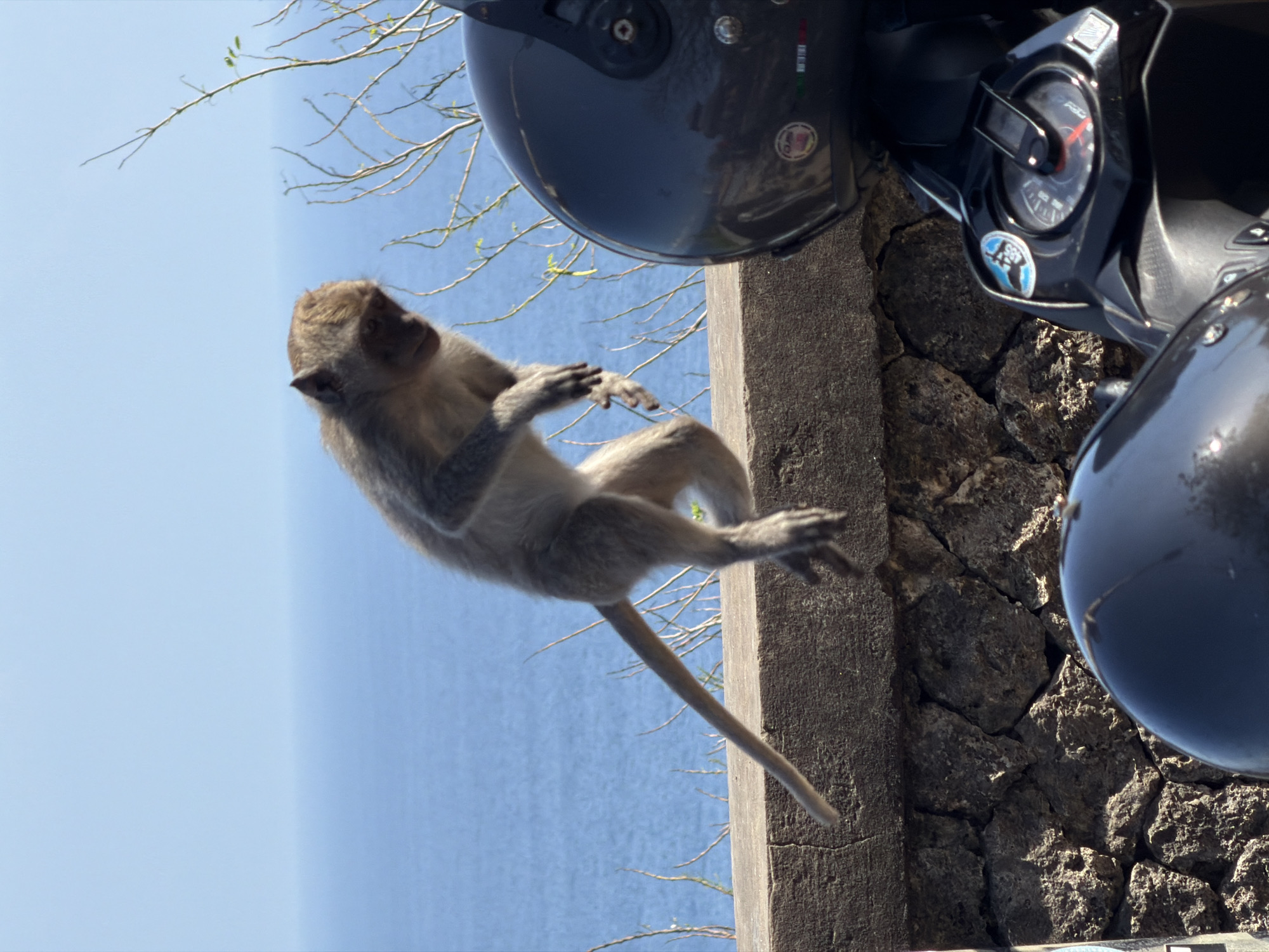 In Kuta Selatan, Indonesia, a macaque monkey is captured mid-leap over a stone wall. The monkey, with its tail extended, appears to be balancing or jumping. In the foreground, a black motorcycle helmet is partially visible. The background features the blue ocean under a clear sky. The scene takes place outdoors, with dry vegetation growing near the wall.