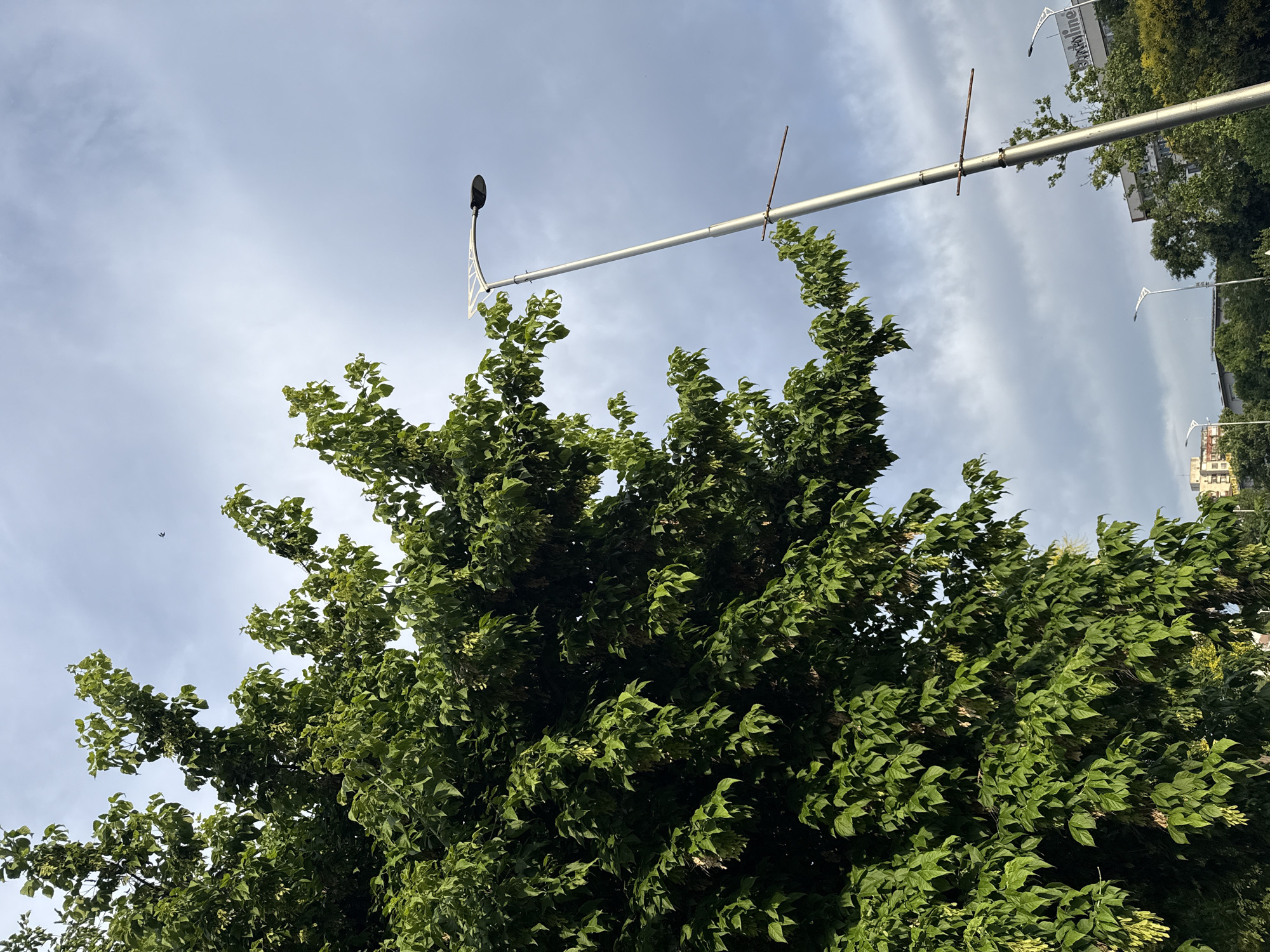The image captures an outdoor scene with a prominent, lush green tree on the left, its branches extending towards the sky. To the right, a tall, slender metallic lamppost with a modern design stands against a cloudy sky. In the background, several buildings are visible, some appearing to be in the process of construction or renovation, with visible scaffolding. Streetlights are also present in the distance. The overall impression is of an urban environment. While the image doesn't explicitly show Plovdiv, Bulgaria, the architecture of the buildings and the presence of specific signage on one of the buildings, visible in the cropped images as "BRATALINE", strongly suggests a location within the city.