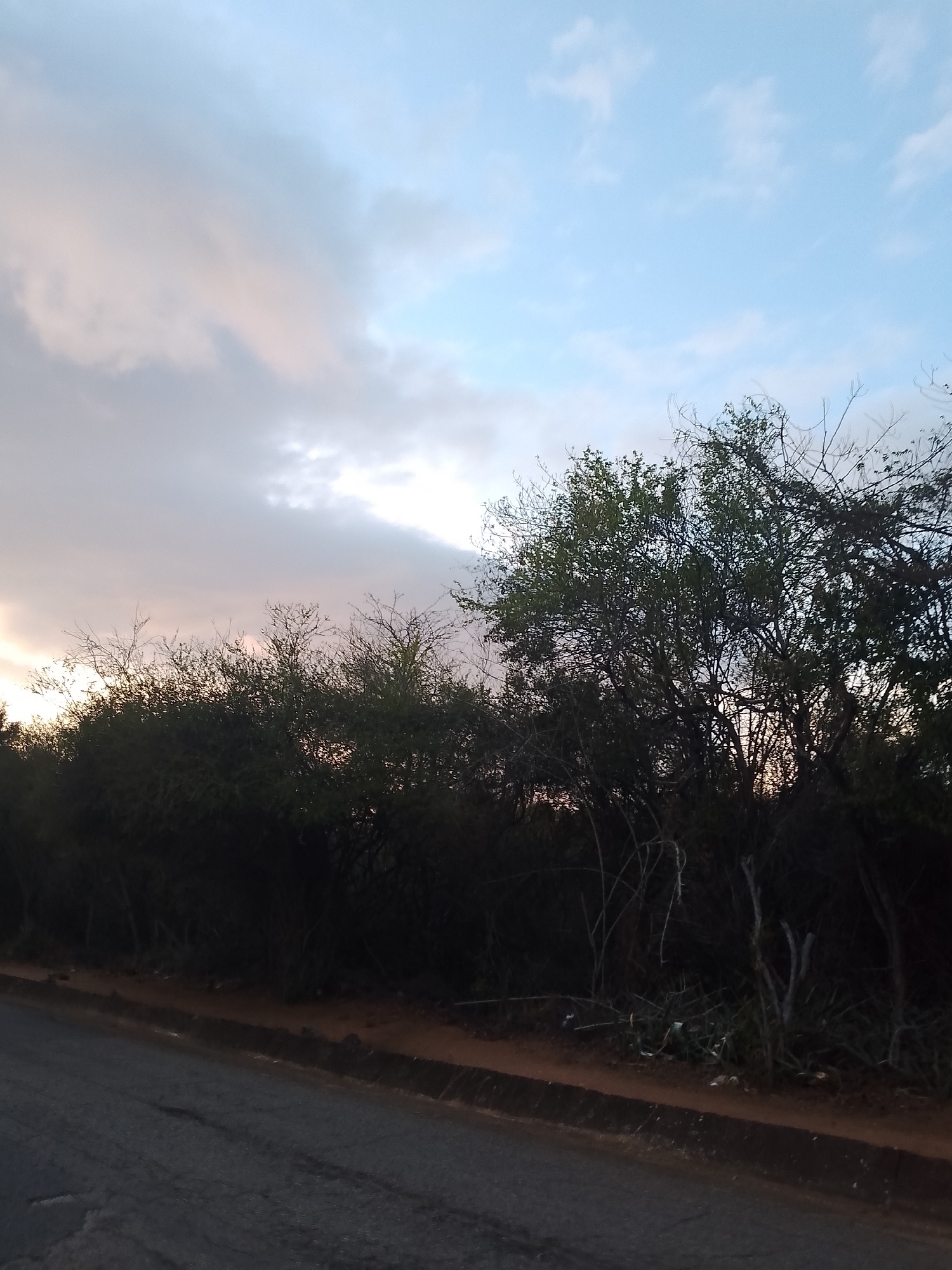 The image captures a roadside scene with a dense line of trees and bushes running along the right side of an asphalt road. The sky above is partly cloudy with hues of pink and blue, suggesting either sunrise or sunset. The road appears somewhat worn, with some cracks visible. The vegetation is lush and varied, with some bare branches interspersed among the green foliage. There are no people or vehicles present in the frame. The environment appears to be on the outskirts of a city, possibly Santa Ana, Venezuela, given the presence of a road and natural vegetation. The lighting suggests it is either early morning or late evening.