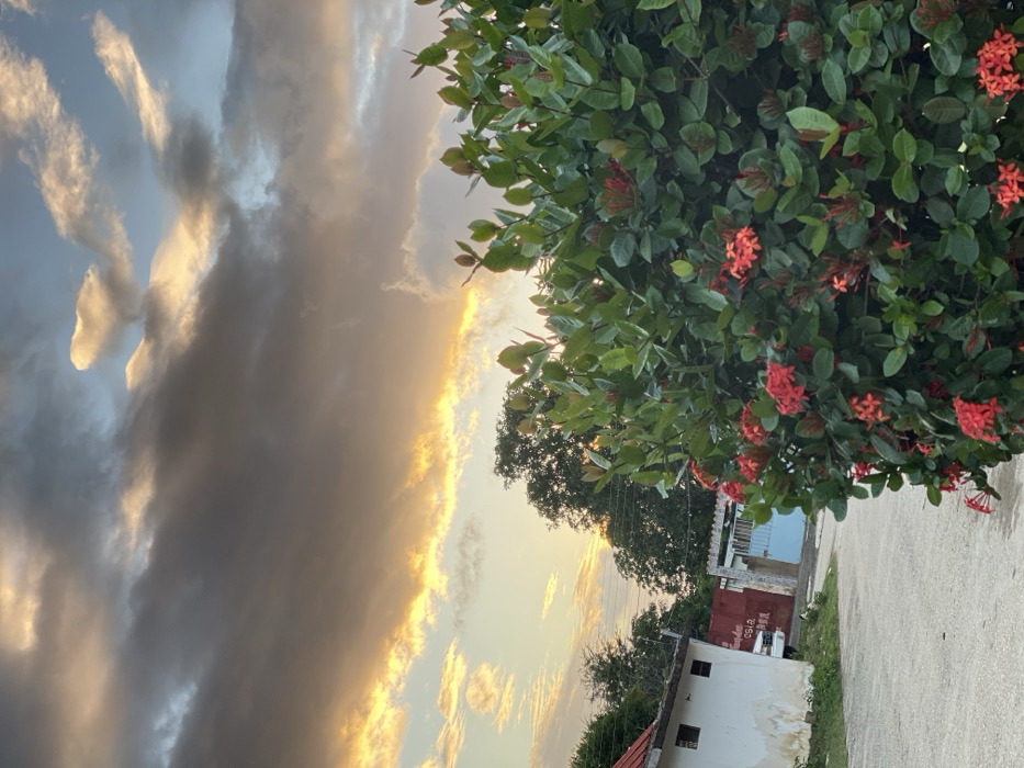 The image features a dramatic sky with dark, heavy clouds contrasting with bright, sunlit patches. A vibrant green bush with clusters of small red flowers dominates the right side of the frame. A glimpse of neighborhood structures appears at the bottom, including white buildings and a red wall. The scene is bathed in the warm glow of the setting sun, creating a dynamic interplay of light and shadow.