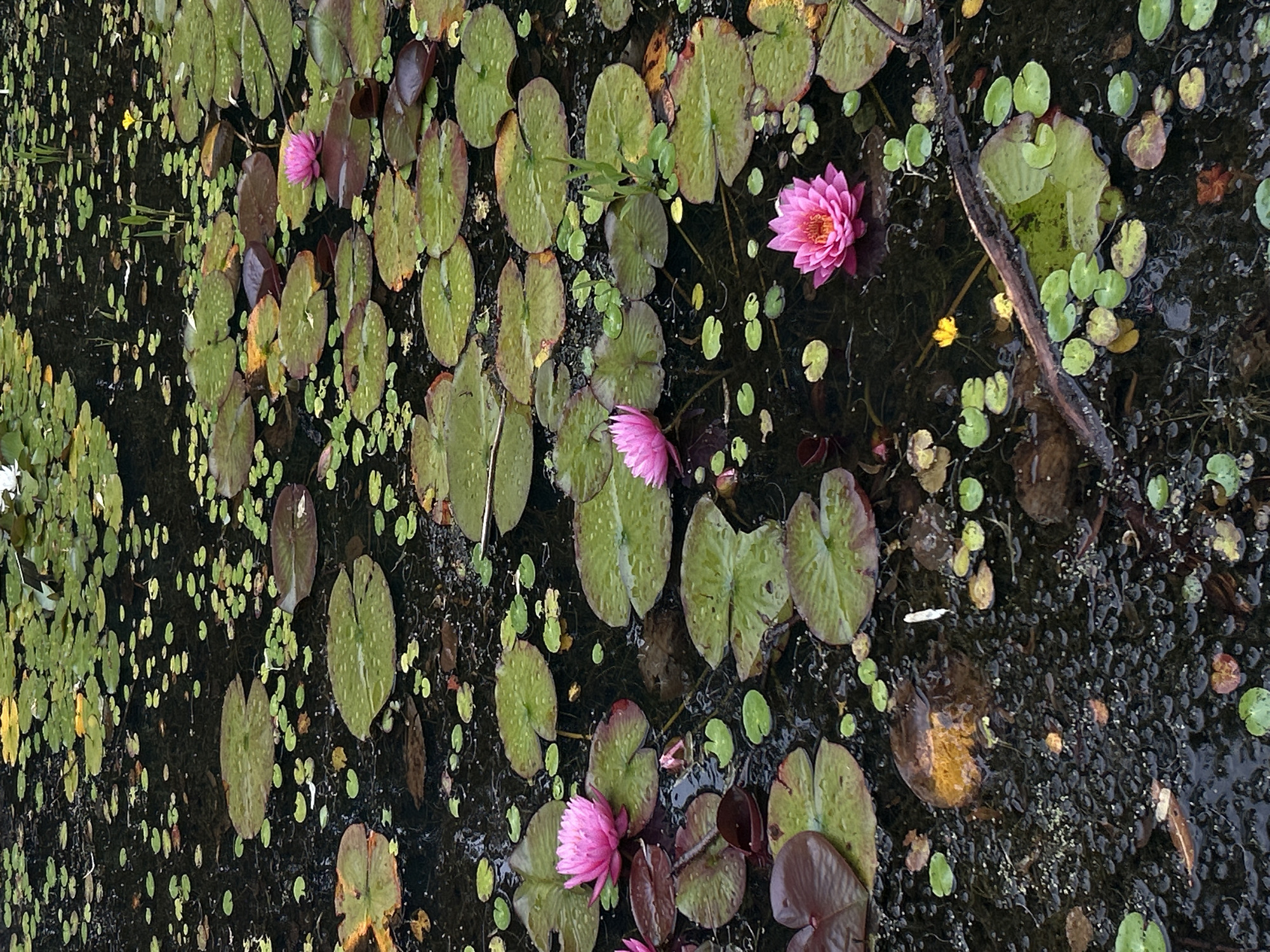 The media file shows a close-up, overhead view of a pond filled with water lilies. The water is dark and murky, with many lily pads of various sizes floating on the surface. The lily pads are predominantly green, with some showing reddish-purple undersides or edges, suggesting they are mature or a particular variety. Several vibrant pink water lilies are in bloom, some fully open and others still partially closed. Small, round, lighter green leaves, possibly duckweed or other aquatic plants, are scattered amongst the lily pads. A fallen twig or branch lies diagonally across the scene, partially submerged. The overall impression is one of a natural, serene pond environment. The lighting suggests it could be daytime, perhaps overcast or late afternoon given the softness of the light and the lack of harsh shadows. There is no visible text in the media file. The setting, a pond with water lilies, is a common natural feature found in parks or gardens. Without further context, a more specific location within Edinburgh cannot be determined, but the presence of such ponds is consistent with the city's numerous green spaces.