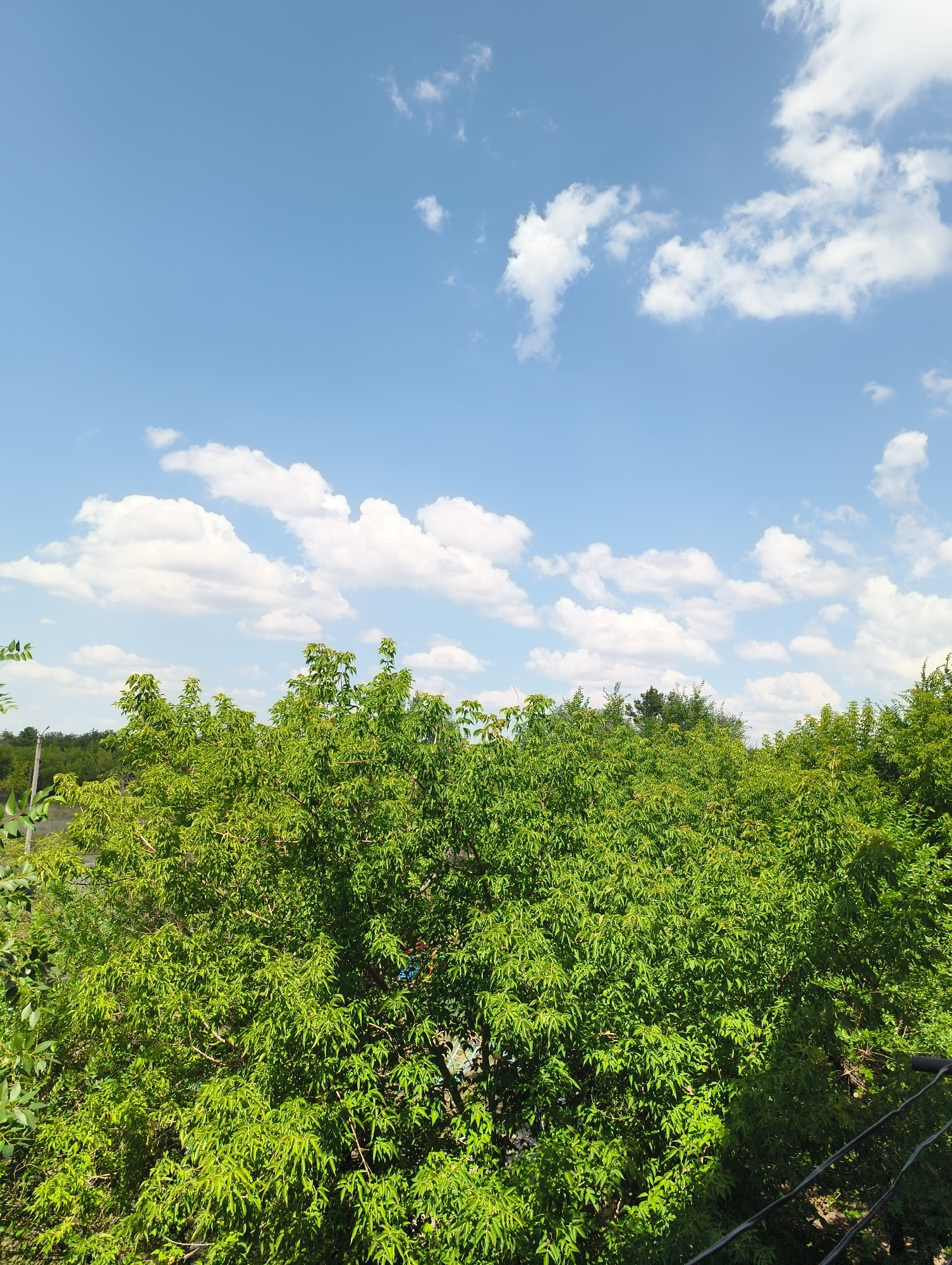 The image depicts a bright, sunny day with a clear blue sky populated by scattered white cumulus clouds. The foreground is dominated by a dense canopy of lush green trees, their leaves illuminated by sunlight, creating a vibrant, natural scene. In the distance, a line of trees creates a darker green horizon. The overall impression is one of a peaceful, natural setting on a pleasant day.