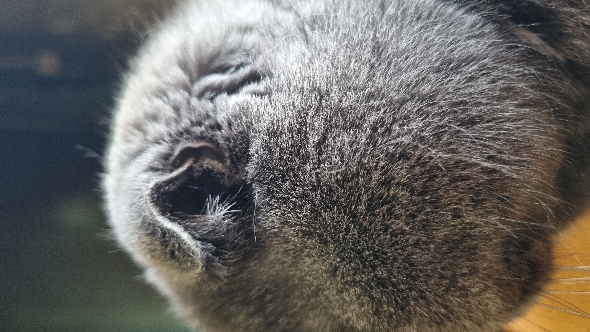 The image is a close-up, slightly angled shot of a grey cat's head, focusing on its ear and fur. The cat appears to be resting, with its head tilted downwards. The fur is short and dense, with individual hairs visible. The background is out of focus and appears to be a dark, possibly indoor environment. There is no indication of the location being Vysokoe, Russia.