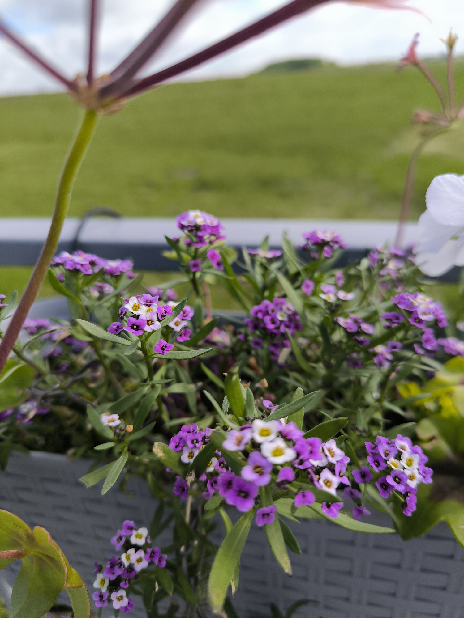 This is a close-up, eye-level shot of a potted plant featuring clusters of small purple and white flowers with yellow centers, possibly sweet alyssum. The flowers are in focus in the foreground, with their delicate petals and green leaves filling the frame. The plant is in a gray, textured pot.
In the background, out of focus, is a vibrant green lawn extending towards the horizon, suggesting an outdoor setting. Above the lawn, the sky is a pale, overcast gray, indicating cloudy weather. A portion of a reddish-purple stem extends from the top left of the frame, also out of focus, and a hint of a large white flower is visible on the far right.
The overall impression is a peaceful, natural scene, likely captured on a mild, overcast day in a garden or outdoor patio. There is no visible text in the image. The location context provided is Laskino, Russia.