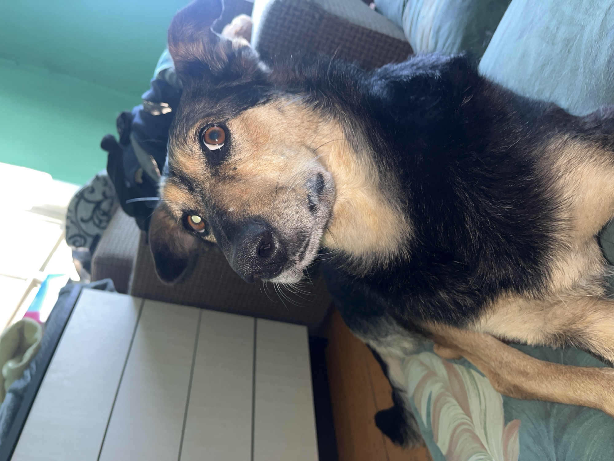 A medium shot photograph shows a mixed-breed dog with brown and black fur, lying on a teal-colored sofa. The dog is looking upwards and to the left with its ears perked. Its eyes are a light brown color, and its snout is black. Behind the dog, a dresser with white drawers is visible. The room appears to be a living space. This image was taken in Nizhny Tagil, Russia.