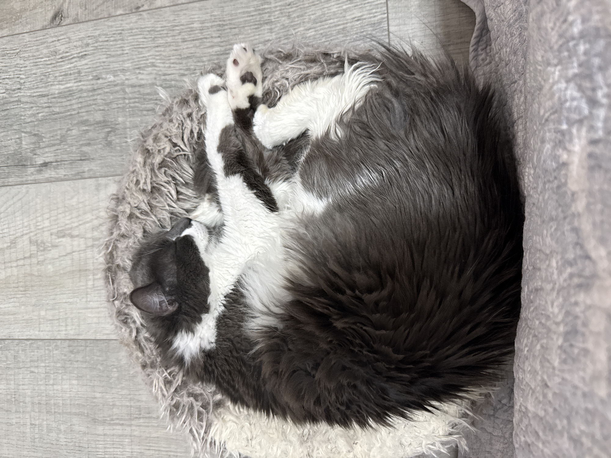 In Bellmore, United States of America, a long-haired tuxedo cat with dark gray and white fur is curled up asleep on a fluffy gray pet bed. The cat is positioned in the center of the bed, with its body tightly coiled. Its tail wraps around its body, and its paws are tucked in. The cat's face is turned away from the camera, with its eyes closed. The pet bed is placed on a light gray wooden floor.
