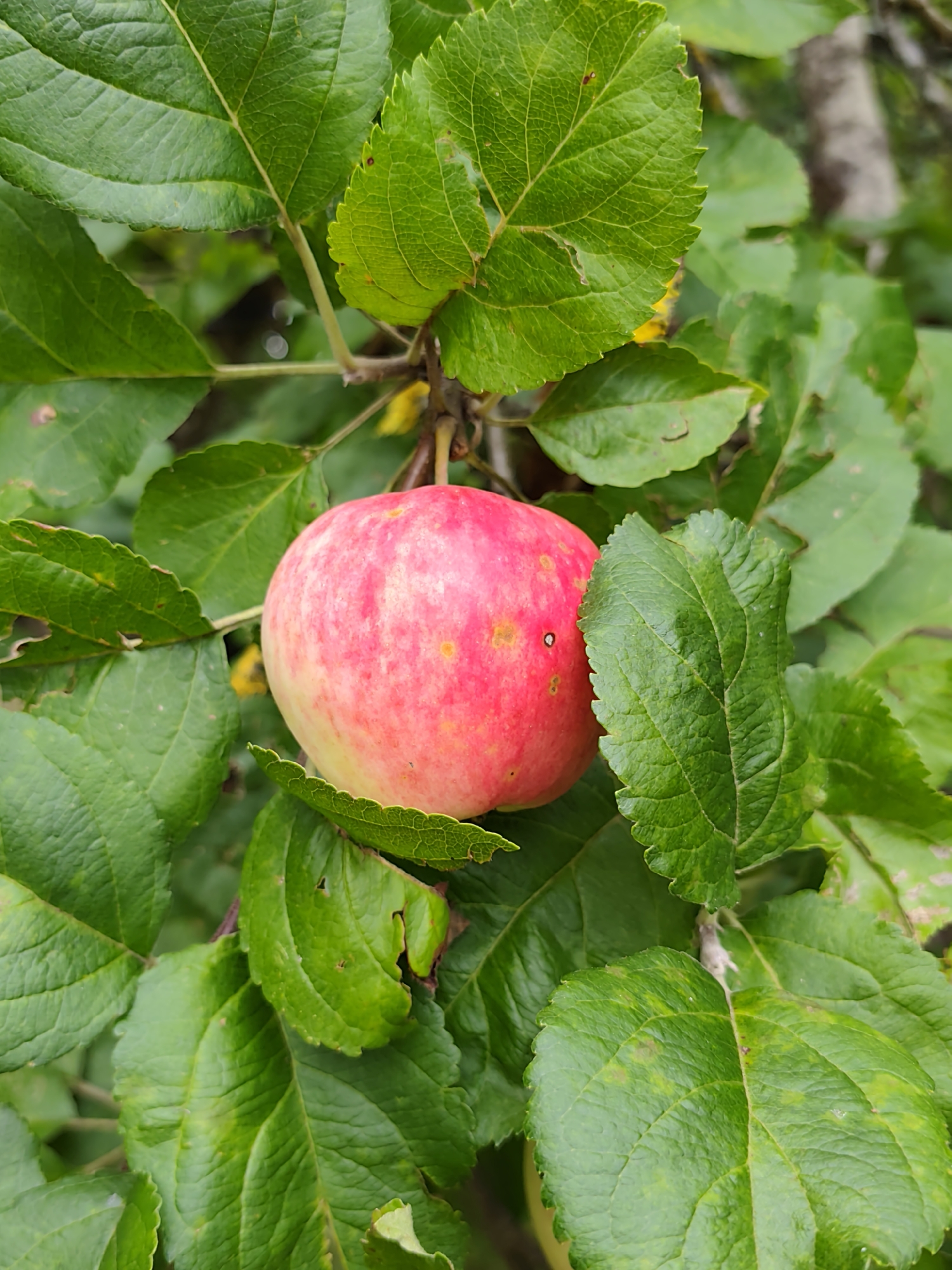 A single ripe apple, predominantly red with streaks of yellow and pink, hangs from a branch surrounded by lush green leaves. The apple is positioned slightly to the left of the center of the image. The leaves are broad and veined, with some showing minor imperfections. The background is softly blurred, suggesting an outdoor environment. The scene appears to be in an orchard or a garden, likely in the Бараўлянскі сельскі Савет, Belarus.