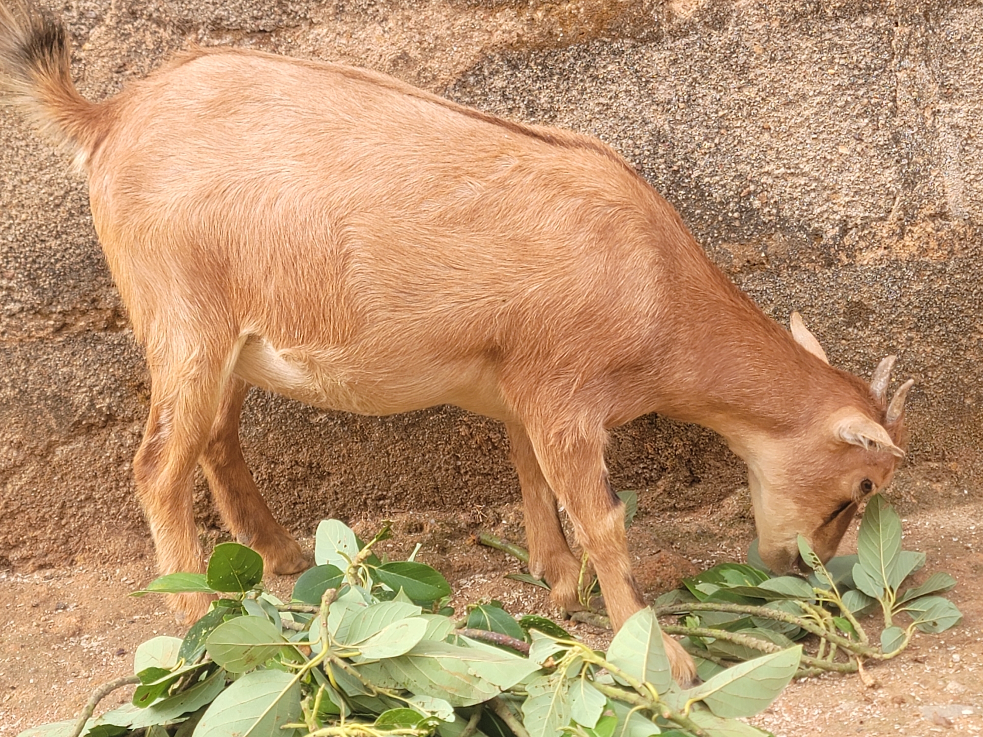 A light brown goat is eating green leaves in Barakin Akawo, Nigeria. The goat is standing in front of a textured stone surface on a sandy ground.