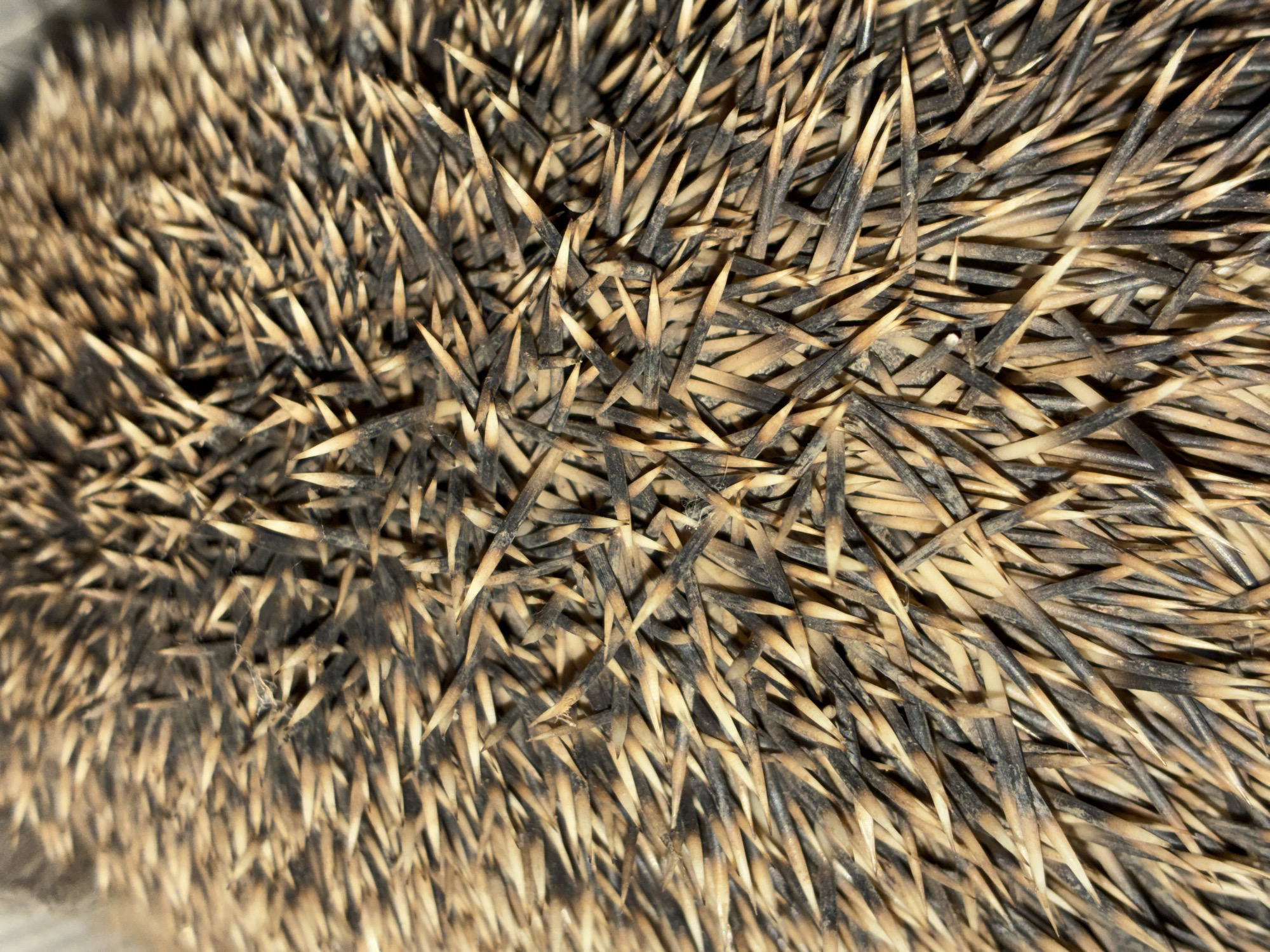 This is a macro photograph of a hedgehog's quills. The quills are densely packed and exhibit a gradient of colors, ranging from dark brown and black at their bases to lighter tan and beige towards their sharp tips. The texture is rough and spiky, with individual quills appearing stiff and pointed. The lighting creates subtle shadows between the quills, highlighting their three-dimensional arrangement. There is no indication of a specific location within the city of Totskoye, Russia, or any people, actions, or interactions. The image is solely focused on the detail of the hedgehog's protective covering.