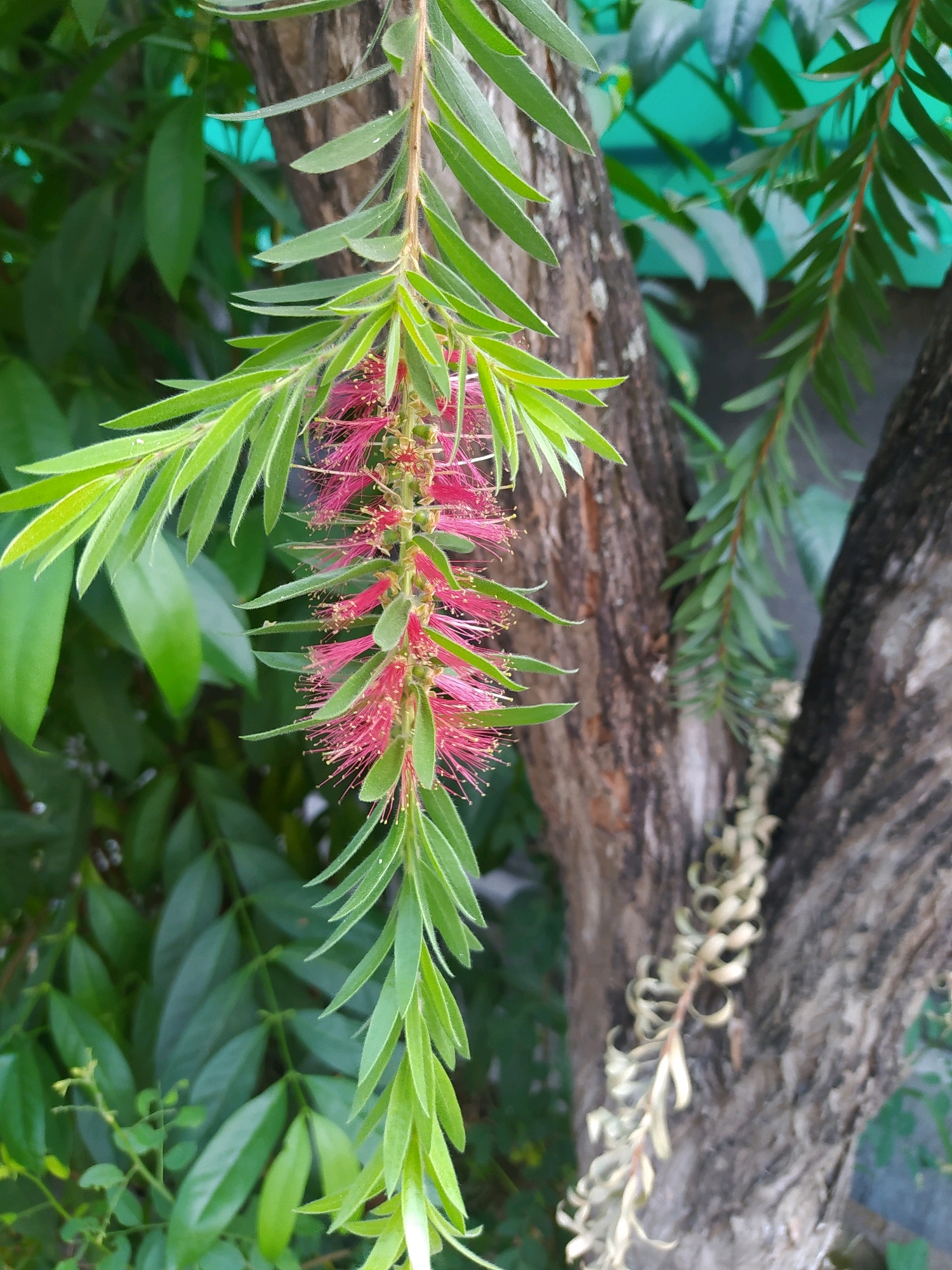 The image shows a close-up of a red bottlebrush flower (Callistemon) hanging from a branch. The flower is elongated and has a brush-like appearance due to its numerous stamens. The leaves of the plant are long and narrow, with a slightly fuzzy texture. In the background, the trunk of a tree is visible, with rough bark. Lush green foliage fills the rest of the background. The lighting suggests it is daytime. The location is described as Sroyo, Indonesia.