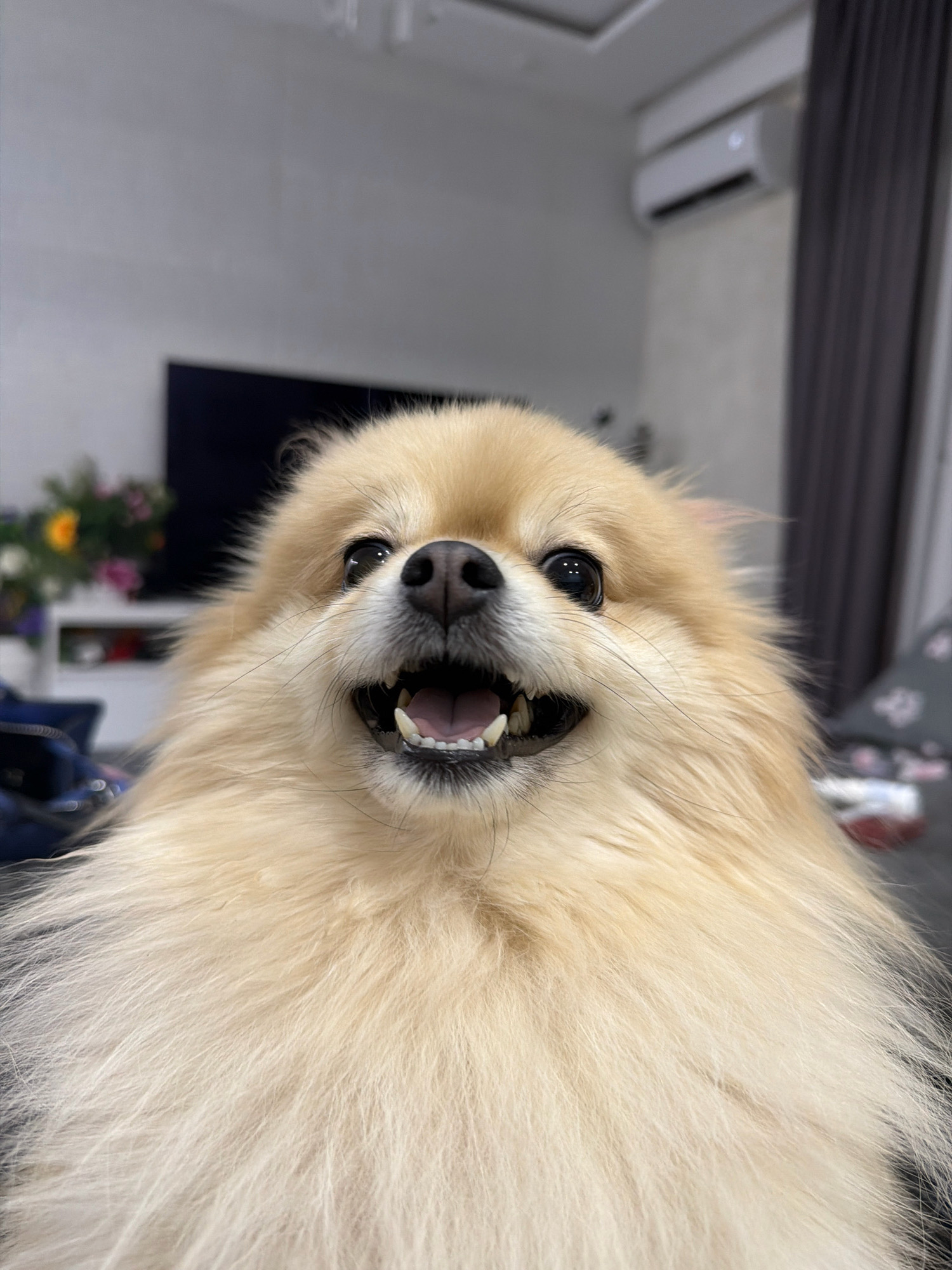 A close-up, eye-level, low-angle shot shows a light-colored Pomeranian dog with its mouth open and teeth visible. The dog's fur is fluffy and light brown. In the background, a wall-mounted air conditioning unit is visible, along with a dark curtain and a portion of a television screen. The environment appears to be indoors, possibly a living room in Tbilisi, Georgia.