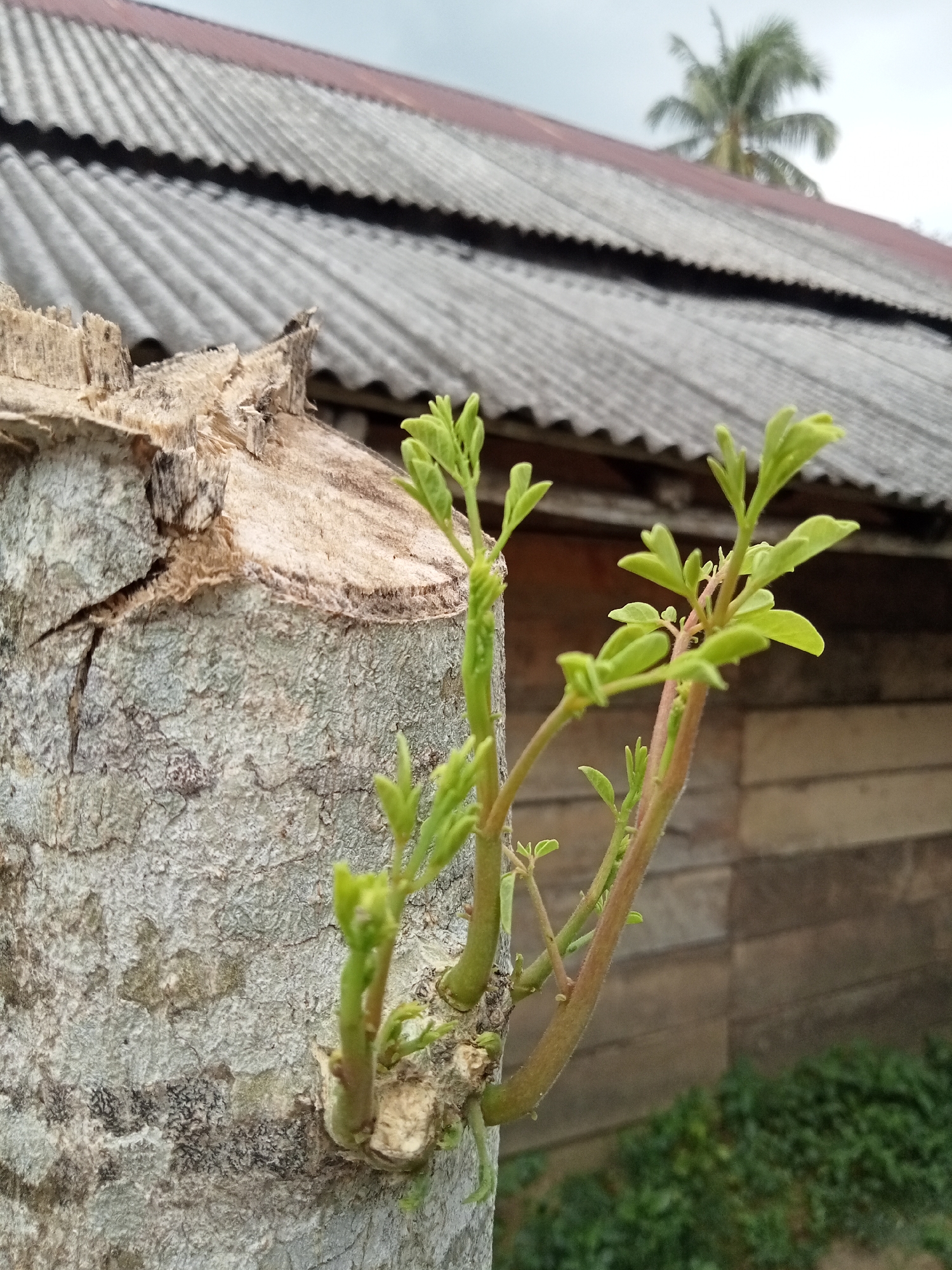 In Blangseureukuy, Indonesia, a close-up shot focuses on new green shoots emerging from a cut tree trunk. The trunk, with its rough, gray bark and a clean, horizontal cut at the top, dominates the left foreground. Fine cracks are visible on the surface of the trunk. The bright green leaves of the new growth are clustered on slender, reddish-brown stems extending from the side of the trunk.
In the background, a weathered, corrugated metal roof with red trim caps a building constructed of horizontal wooden planks. Further back, a blurry palm tree is visible against an overcast sky. Green foliage, likely bushes or undergrowth, is present at the base of the building, completing the outdoor scene.