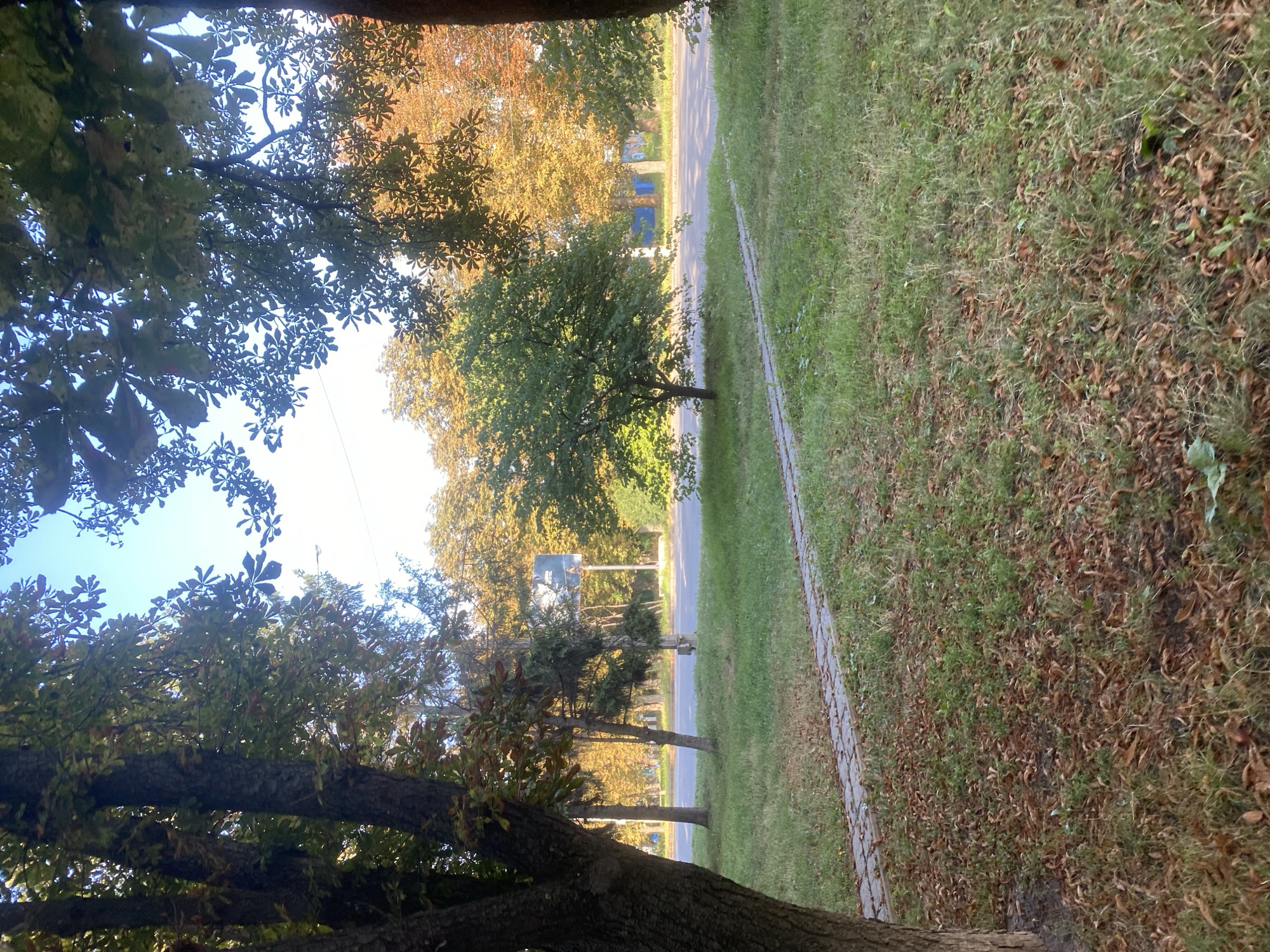 The image depicts a park-like area adjacent to a street in Poltava, Ukraine. In the foreground, a paved pathway made of rectangular stone tiles winds through a grassy area covered with fallen leaves. Several large trees with rough bark dominate the left and right sides of the frame, their branches reaching towards the bright, clear blue sky. In the middle ground, a smaller, leafy green tree stands in the center, with a road visible behind it. The trees lining the road are in various stages of autumn foliage, displaying hues of yellow and orange. A utility pole and a billboard can be seen in the distance along the road. The overall scene suggests an outdoor setting during the autumn season, likely in a city park or along a tree-lined avenue. There are no people or animals visible in the image.
