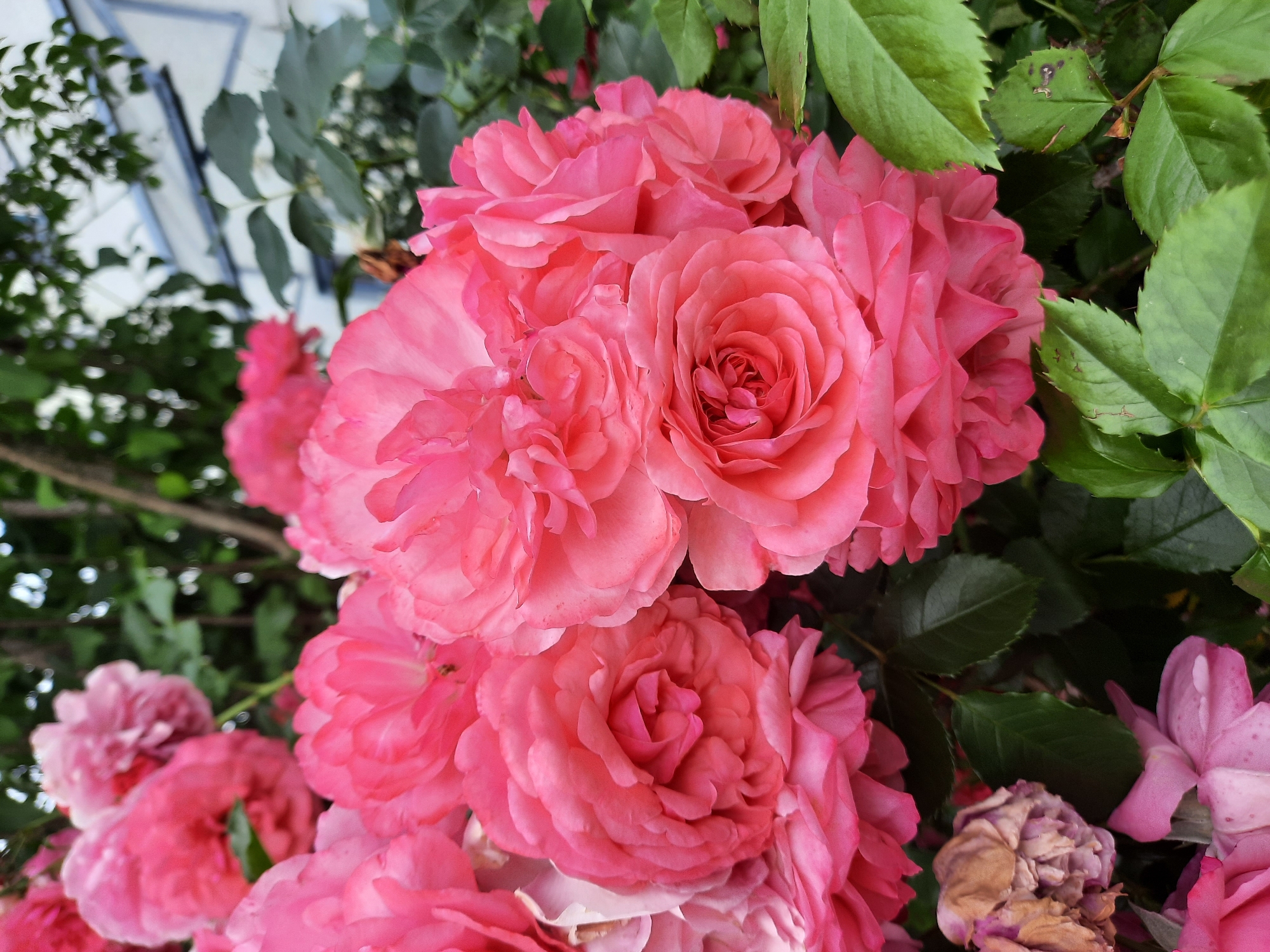 A cluster of vibrant pink roses is in full bloom, with some petals showing signs of wilting and decay. The roses are surrounded by lush green leaves and branches, suggesting an outdoor garden setting. In the background, a portion of a light-colored building with blue trim is visible, along with blurred greenery and a hint of the sky. The overall scene depicts a natural environment with a touch of aging beauty, possibly located in a garden or park within the city of Rosenheim, Germany.
