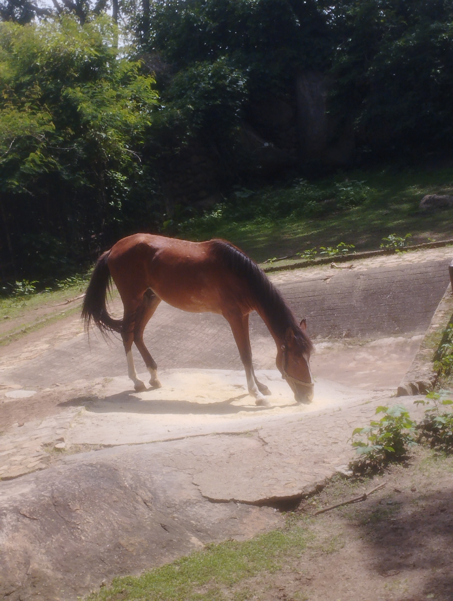 A brown horse is standing in a shallow, sandy depression, bending its head down to eat from the ground. The horse has a dark mane and tail, and white markings on its front legs. It is wearing a simple halter. The ground surrounding the depression is paved with uneven, light-colored concrete slabs. In the background, there is a dense growth of green trees and foliage, suggesting an outdoor, possibly natural or park-like setting. The lighting indicates it is daytime, with sunlight casting shadows. The scene is likely within a zoo, wildlife park, or a similar enclosure in Jos, Nigeria.