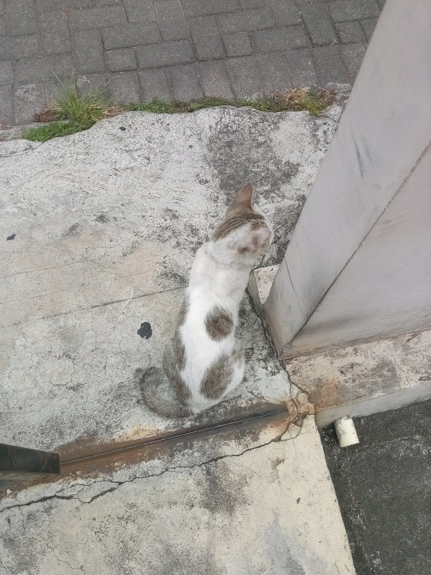 A top-down view captures a calico cat with white and brown markings sitting on a cracked concrete surface. The cat is facing away from the camera, with its head turned to the left, appearing to look towards the corner of a white concrete structure. Patches of grass are visible between the concrete and a gray brick-like pavement to the left of the frame. A metal railing runs along the bottom left edge of the image. To the right, a white pipe or drain sits at the base of the concrete structure. The scene is likely situated in an outdoor urban environment, possibly a sidewalk or alleyway in Bitung, Indonesia, given the typical street infrastructure and the presence of stray animals common in such locations.