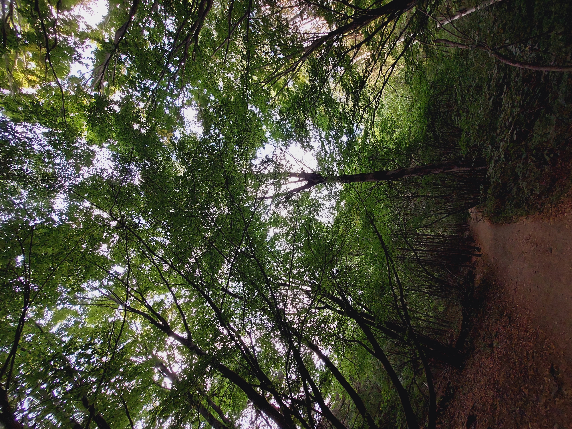 The image depicts a forest path in Bistritsa, Bulgaria, with a dirt trail winding through dense greenery. The perspective is from ground level, looking upwards into the canopy of tall trees. Sunlight filters through the leaves, creating a dappled effect. The ground beside the path is covered in fallen leaves, suggesting an autumn season. The trees are predominantly deciduous, with thick foliage that creates a sense of enclosure. The path appears to be a walking trail, not a paved road, indicating a natural, undeveloped area. The overall scene evokes a sense of tranquility and nature.