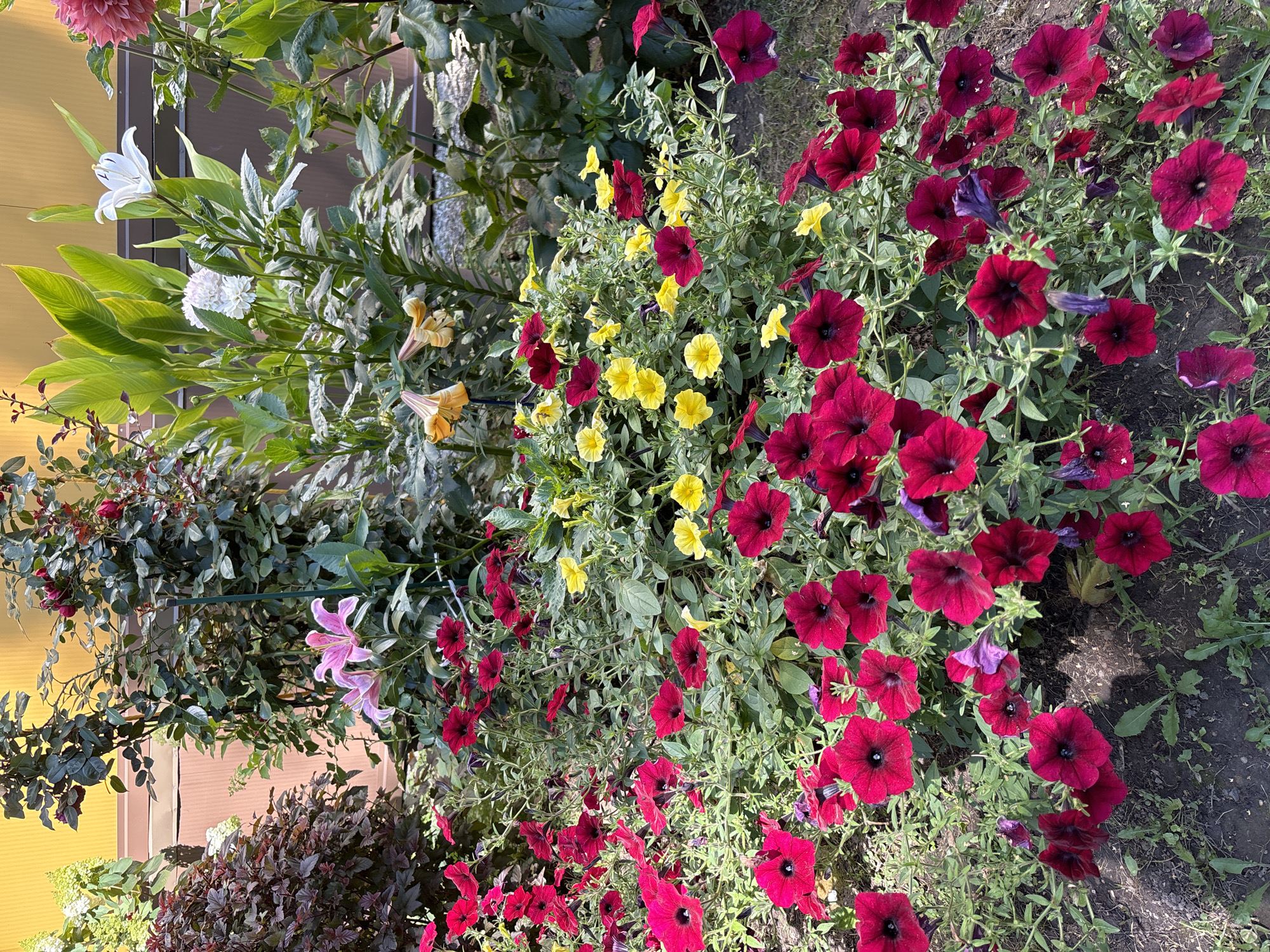 This image depicts a vibrant garden in Dolgoprudny, Russia, characterized by a dense arrangement of blooming flowers and lush greenery. The foreground is dominated by a profusion of deep red petunias, their velvety petals a striking contrast against the lighter green foliage. Interspersed among the petunias are clusters of bright yellow flowers, adding a cheerful splash of color.
Behind the petunias, taller plants rise, including pink lilies with delicate, upturned petals and white lilies with elegant trumpet shapes. The background features large, vibrant green leaves, possibly from a canna plant, and other flowering shrubs, including one with dark, reddish-purple foliage. A light-colored fence or wall forms the backdrop, suggesting an urban or suburban garden setting. The overall impression is one of a flourishing, well-maintained garden, bathed in natural sunlight, creating a lively and colorful scene. No people or animals are present.
