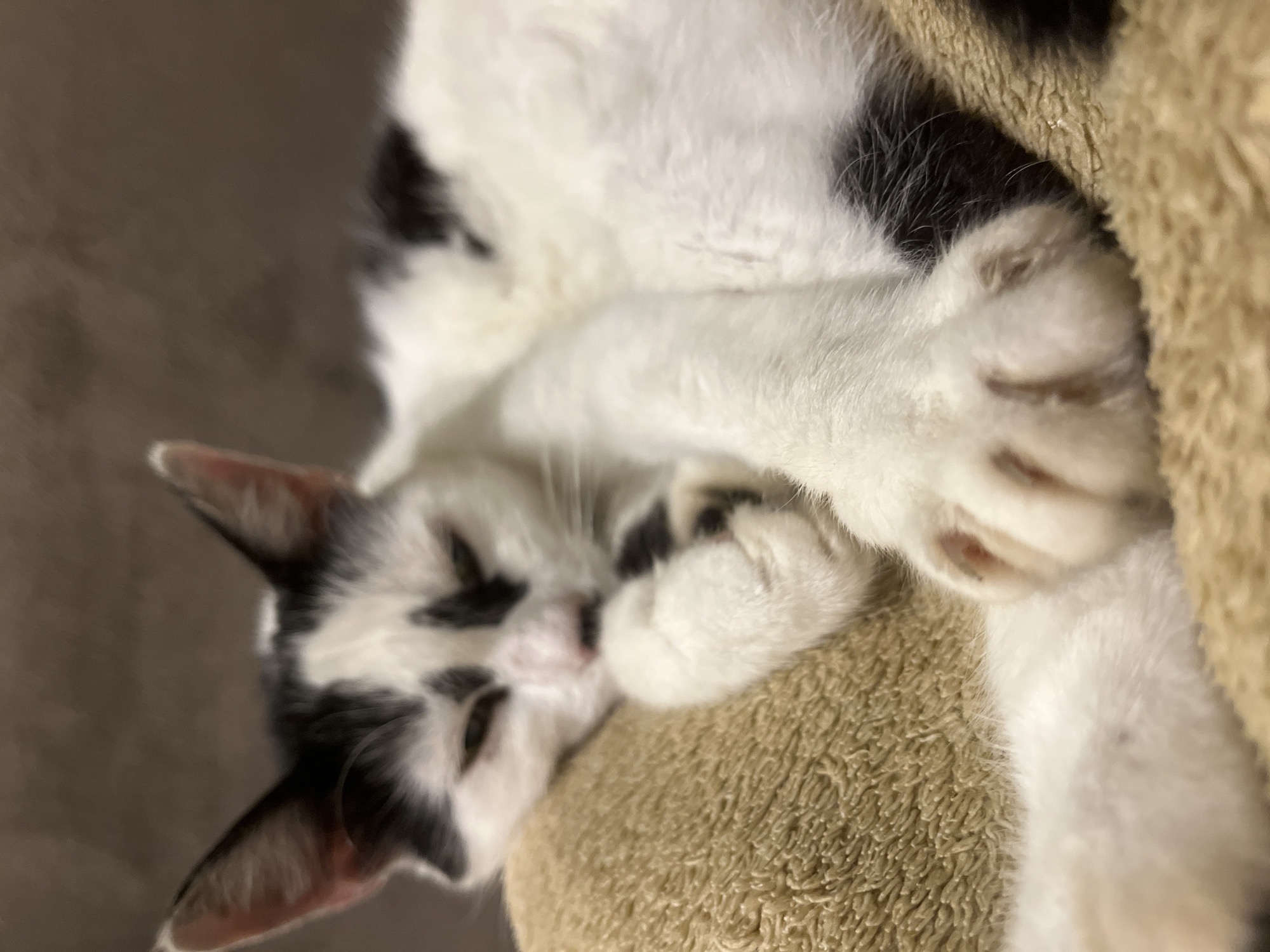 A black and white cat is sleeping on a tan, textured surface. The cat is curled up, with its head resting on its paws. Its eyes are closed, and it appears to be very relaxed. The background is a blurred, dark brown color, suggesting an indoor environment. The cat's fur is a mix of white and black markings. The image is taken at a close-up angle, focusing on the sleeping cat and its immediate surroundings. The location in Ureki, Georgia is not discernable from the visual information provided.