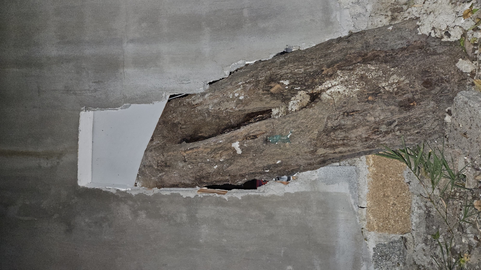 The image displays a substantial, rough-barked tree trunk extending horizontally through a grey concrete structure, creating a striking scene of nature integrated with architecture in Cam Đức, Vietnam.
The tree trunk, dark brown and highly textured with natural fissures and patches of lighter, possibly faded bark or lichen, occupies the central portion of the frame. It appears to pass directly through an opening in a concrete wall, with uneven, chipped edges where the concrete meets the wood. A noticeable split or hollow runs lengthwise through a section of the trunk.
On the left side, the tree trunk emerges from a distinct, almost rectangular cutout in a smoother, lighter grey concrete wall. This cutout reveals an interior surface that appears lighter, perhaps white or light-colored, creating a contrast with the exterior concrete. The construction around the tree shows signs of wear or deliberate rough finishing.
Towards the right, the concrete wall has a more weathered and rustic appearance, with visible aggregate and possibly older stone blocks or a different type of masonry. Green, leafy plants or grasses sprout from the ground or base of the structure on the far right, near where the tree trunk enters the wall, further emphasizing the blend of natural and man-made elements.
The scene suggests either a structure built around an existing tree, or a tree that has grown and adapted through an older construction. There are no people or discernible text in the image. The lighting indicates it is daytime, with soft, diffused illumination.