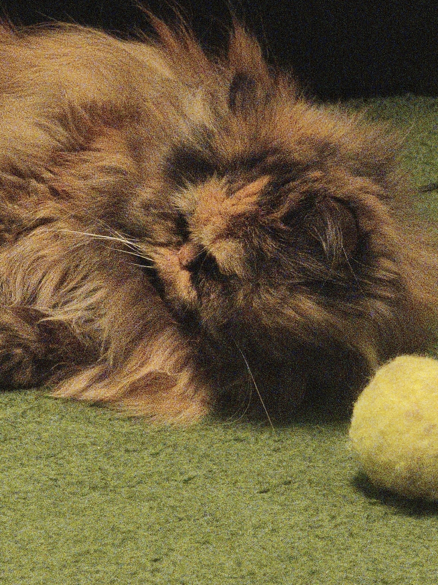 An extreme close-up shot shows a fluffy, ginger-colored cat sleeping on a green, carpeted surface. The cat's face is turned to the right, and its eyes are closed. A thin, white whisker extends from its nose. To the right of the cat, a yellow, fuzzy ball is visible. The background is dark and out of focus.