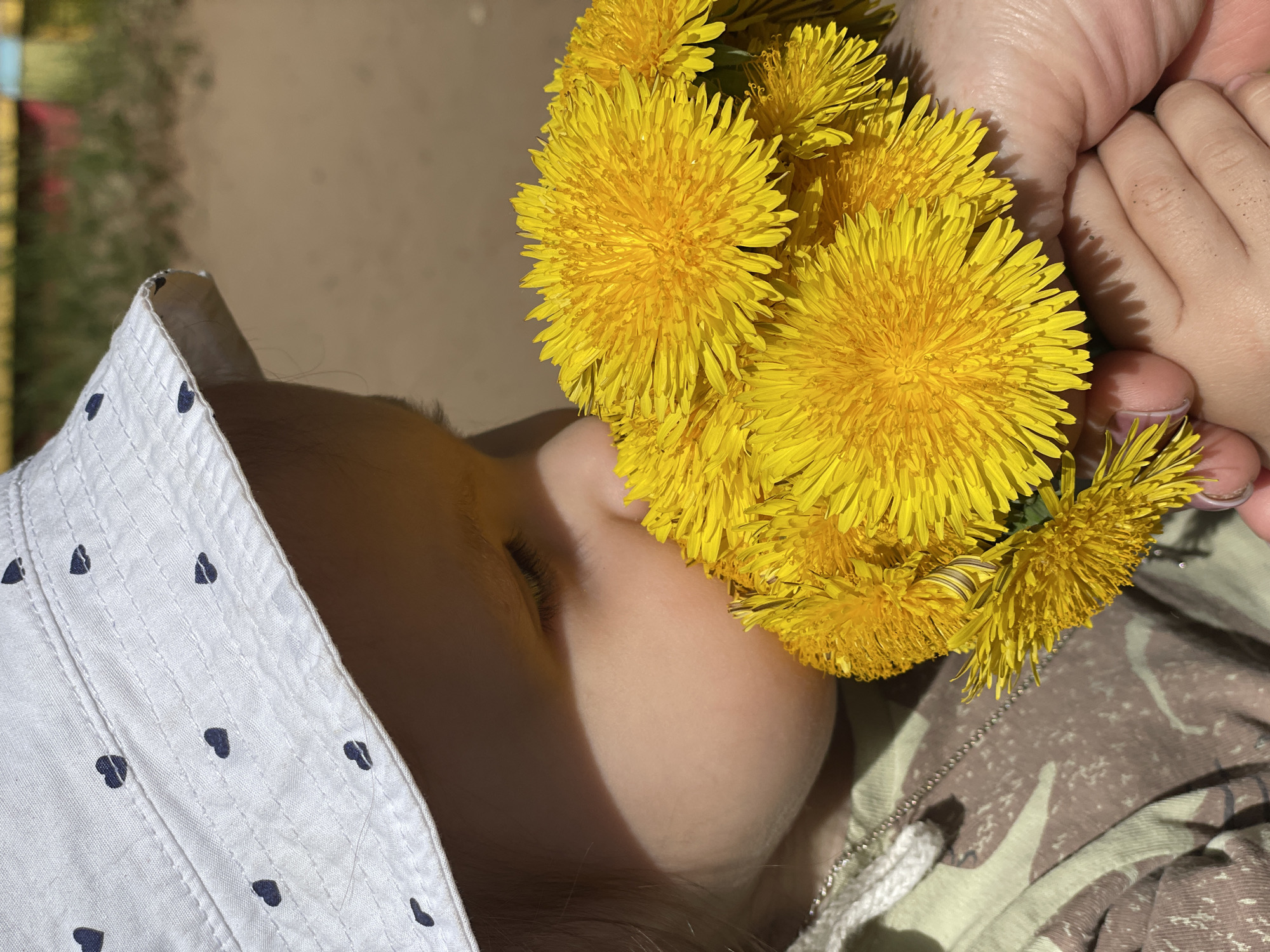 A close-up image shows a baby's face positioned near a bouquet of bright yellow dandelions. The baby is wearing a white hat with small black heart patterns. An adult's hand is visible holding the bouquet near the baby's face. The background is out of focus, showing a tan color. The location is not identifiable as Izhevsk, Russia.